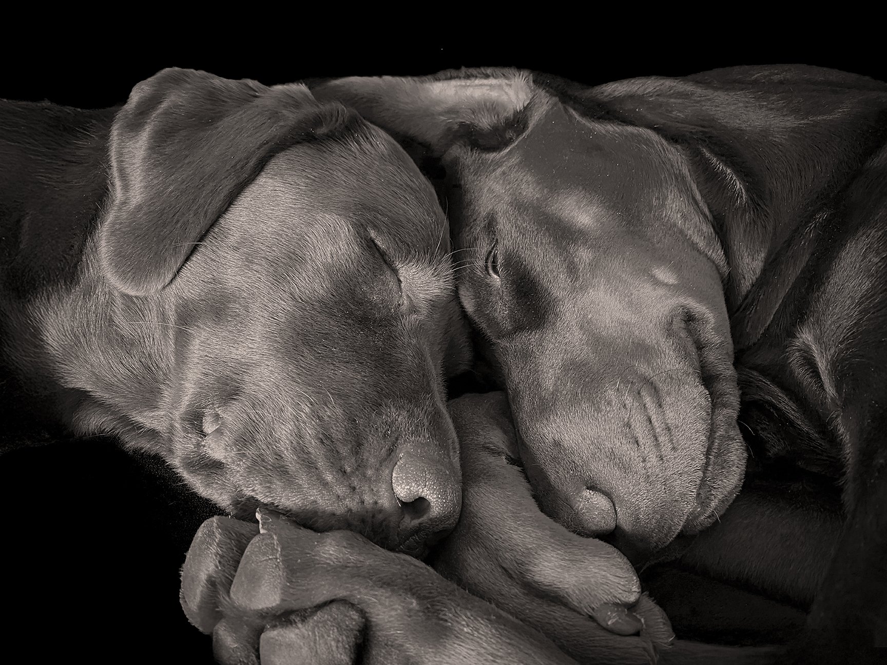 Two puppies sleeping closely together on a black background.