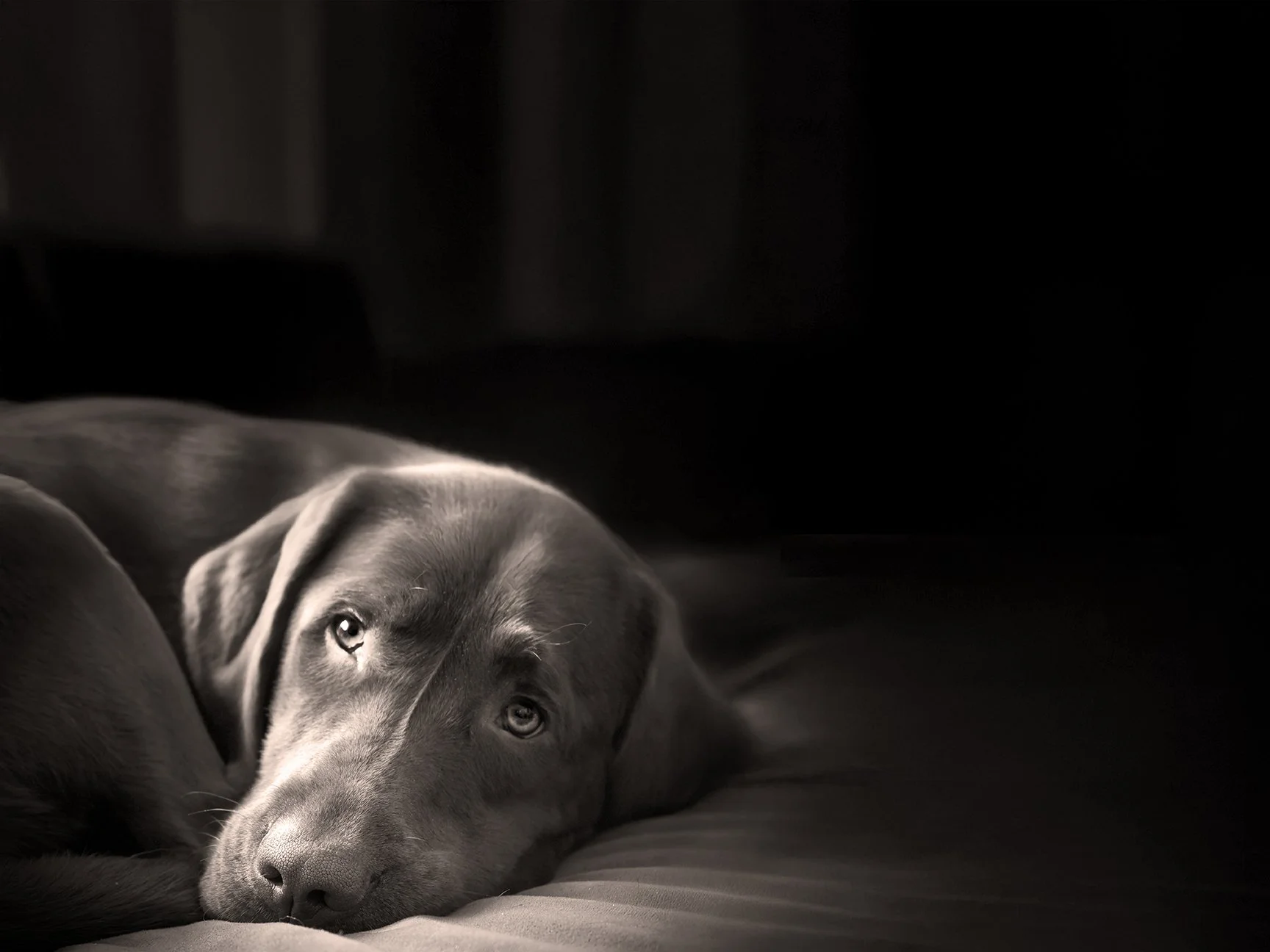 A black and white photo of a Labrador Retriever lying down on a soft surface, looking directly at the camera with a calm expression, in a dimly lit environment.