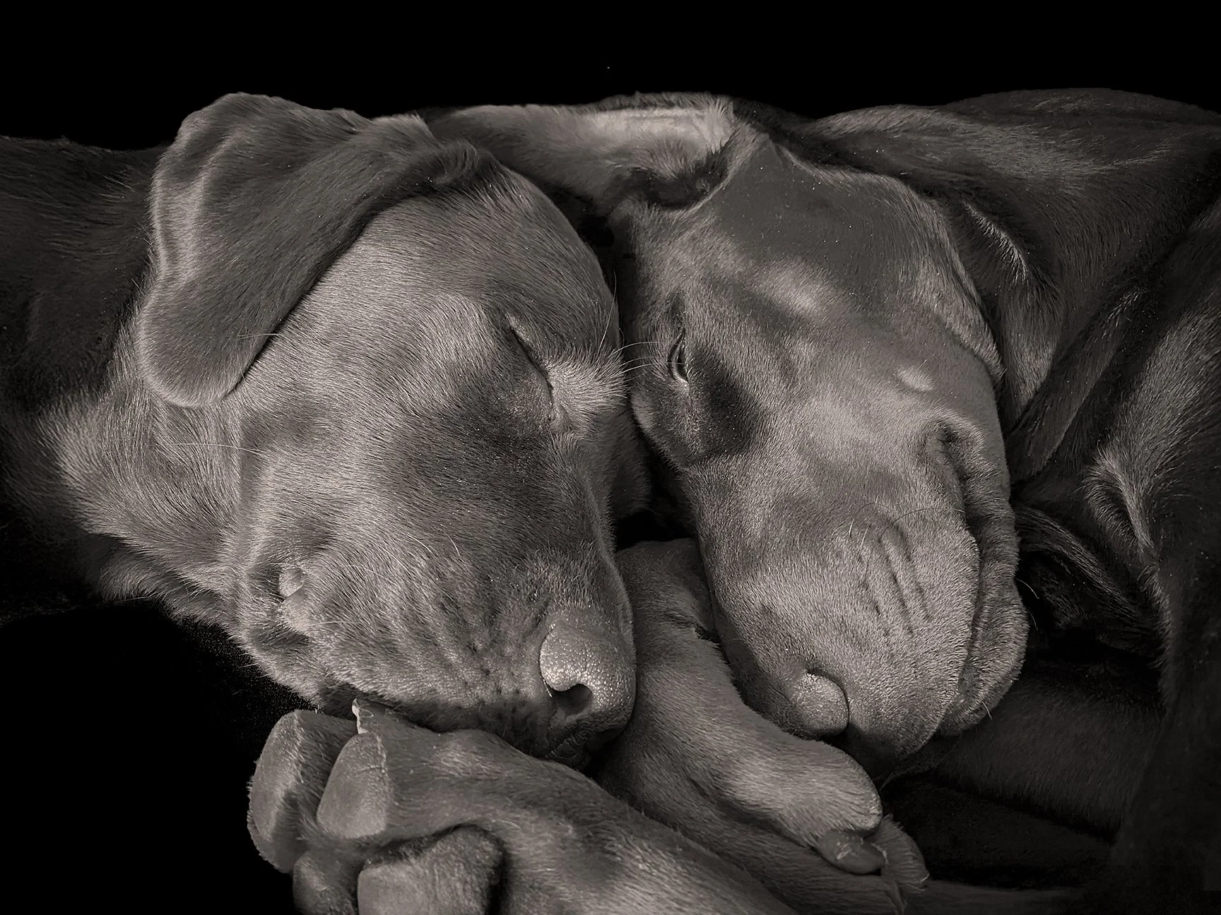 Two puppies sleeping close together with their eyes closed against a black background.