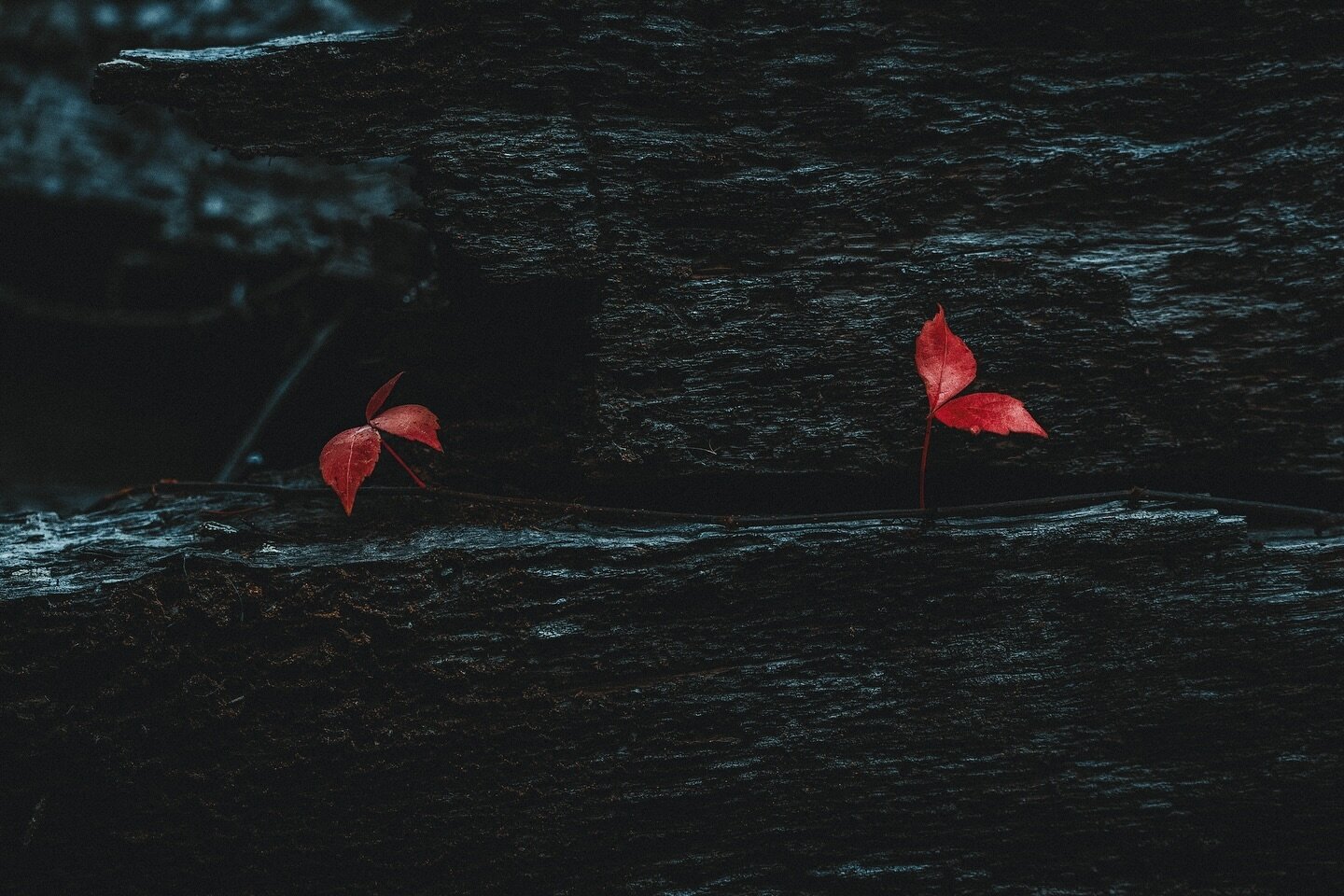 Opulence 🍂 

 ⠀⠀⠀⠀⠀⠀⠀⠀⠀⠀⠀⠀ 
#becksranch #red #leaf #leaves #gameoftones 
#ig_refined #floridawildlife #redleaf #redleaves 
#contrast #moodygrams #moody #overcast