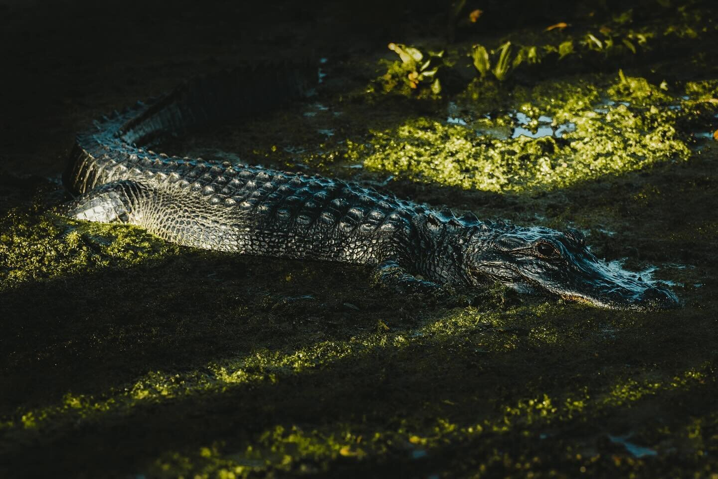 If yr cold, they&rsquo;re cold too. Bring those swamp puppies inside. 🐊 
 ⠀⠀⠀⠀⠀⠀⠀⠀⠀⠀⠀⠀ 
 ⠀⠀⠀⠀⠀⠀⠀⠀⠀⠀⠀⠀ 
#floridagators #becksranch #floridawildlife #gator
#floridawildlife #alligator #gators #alligators #sunkiss
#wanderlust #adventuring #floridawild 