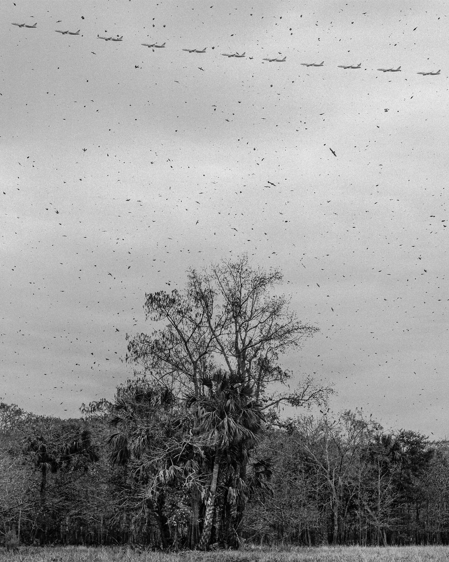The Broad Mosiac. So many birds, so little time left on this earth. Was racking my brain around how to present this photo once it was finished. Honestly it deserves a huge wall print with an eyeglass to look through all the sharp bird specks. A great