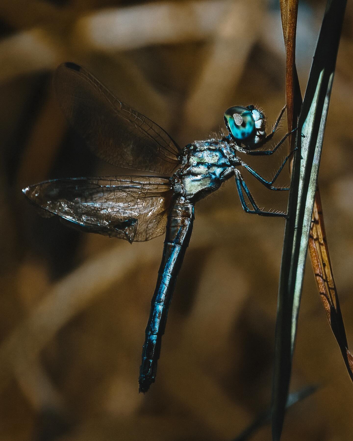 Been packing speedlites on the last couple hikes.  Turns out to be worth the weight. 🏋️
 ⠀⠀⠀⠀⠀⠀⠀⠀⠀⠀⠀⠀ 
 ⠀⠀⠀⠀⠀⠀⠀⠀⠀⠀⠀⠀ 
#dragonfly #bugboy #bugs #naturephotography 
#floridaphotography #macro #macromood 
#insectlovers #insect #macromonday #wildpath
#s