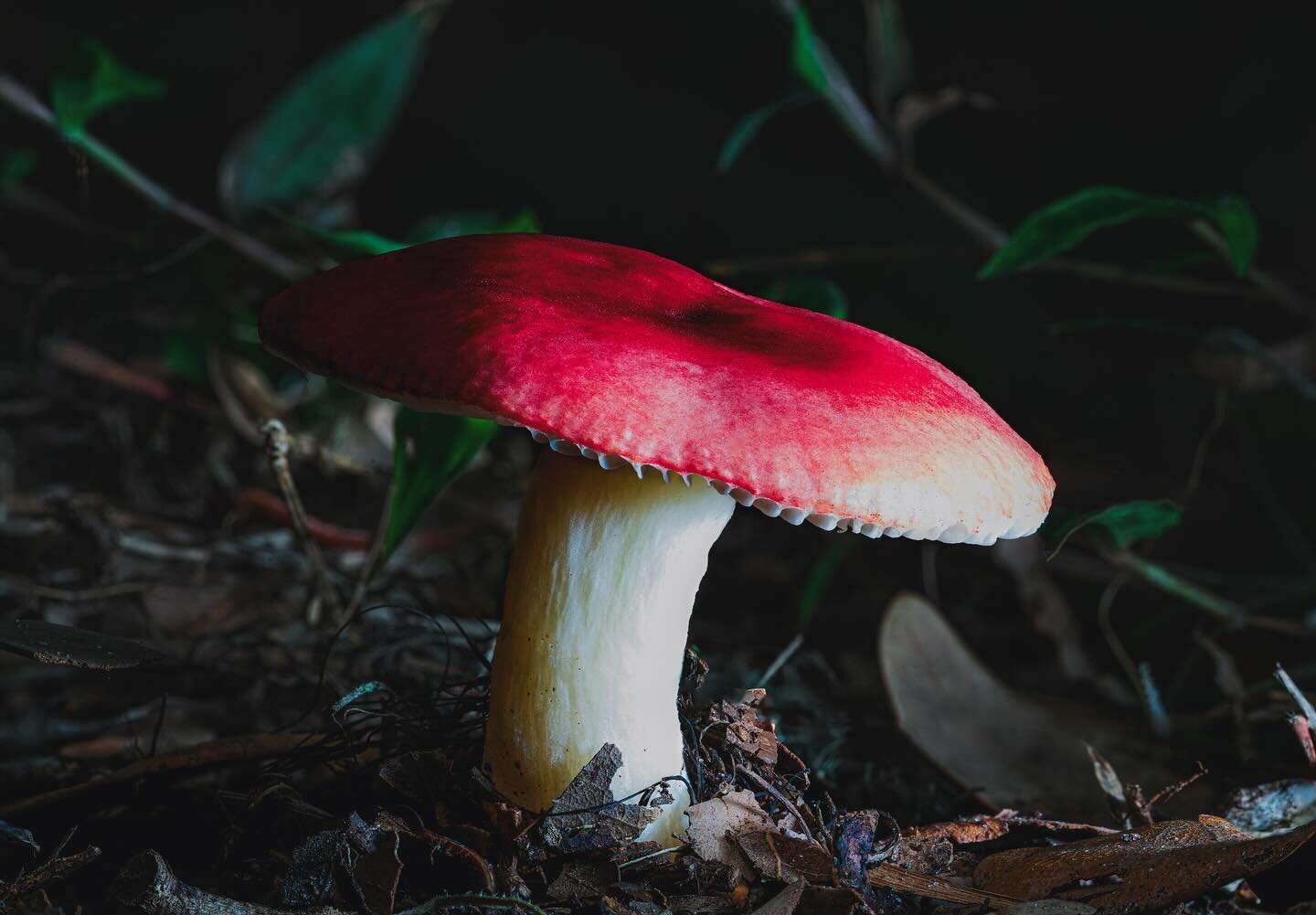 Piqued Interest. 🍄 
Just found out it&rsquo;s not &ldquo;peaked&rdquo;
Go outside.
Eat some dirt.
Nap on a log.
Take drugs.
 ⠀⠀⠀⠀⠀⠀⠀⠀⠀⠀⠀⠀ 
 ⠀⠀⠀⠀⠀⠀⠀⠀⠀⠀⠀⠀ 
#mushroomkingdom #mushroom #nature #wildpath #floridaphotography #wildliferefuges #wildlife 
#m