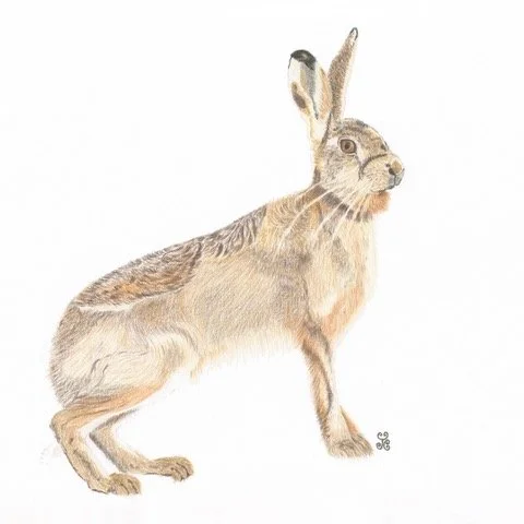 Jules Chabeaux Wildlife artist.jpeg