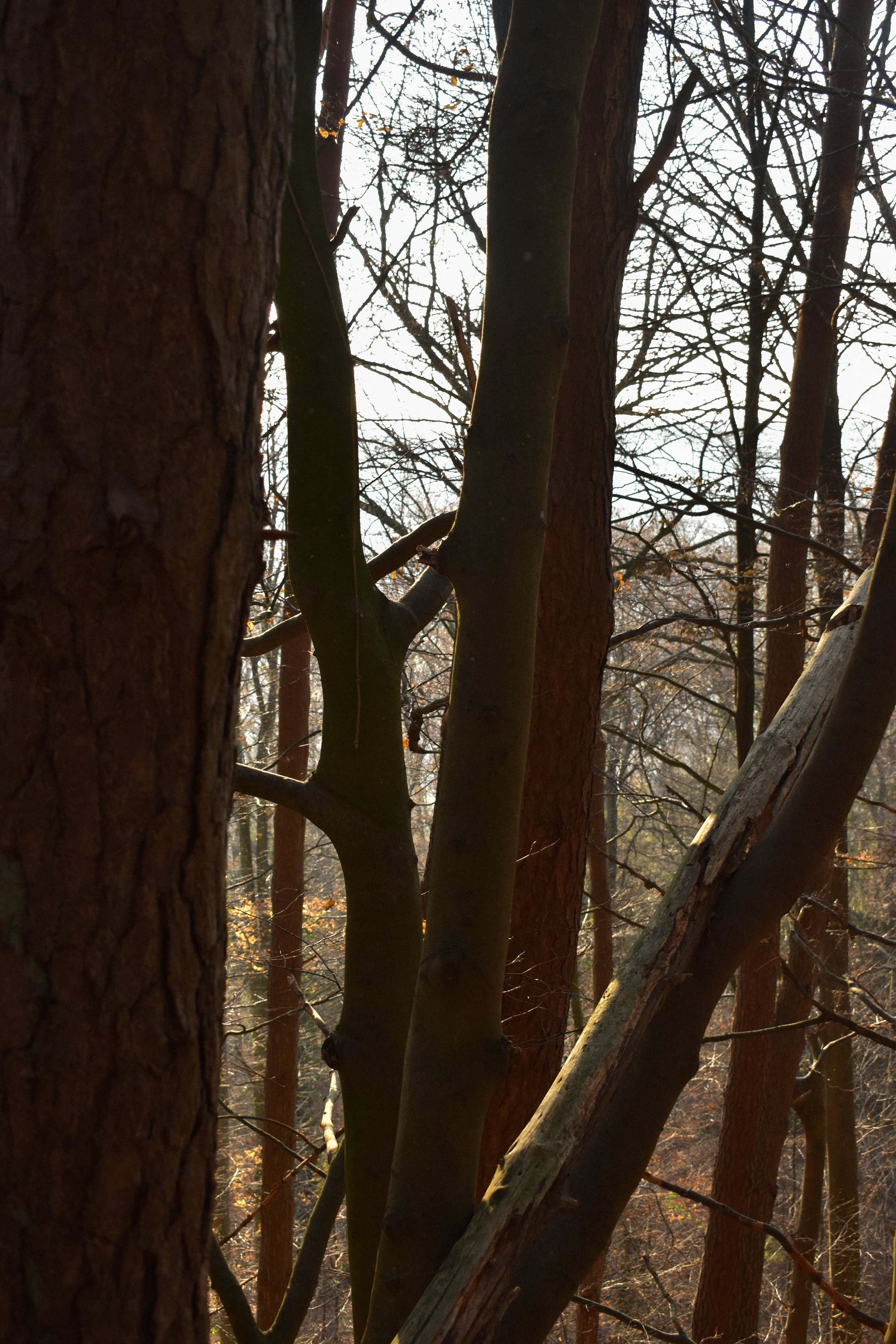 DSC_0244.jpg