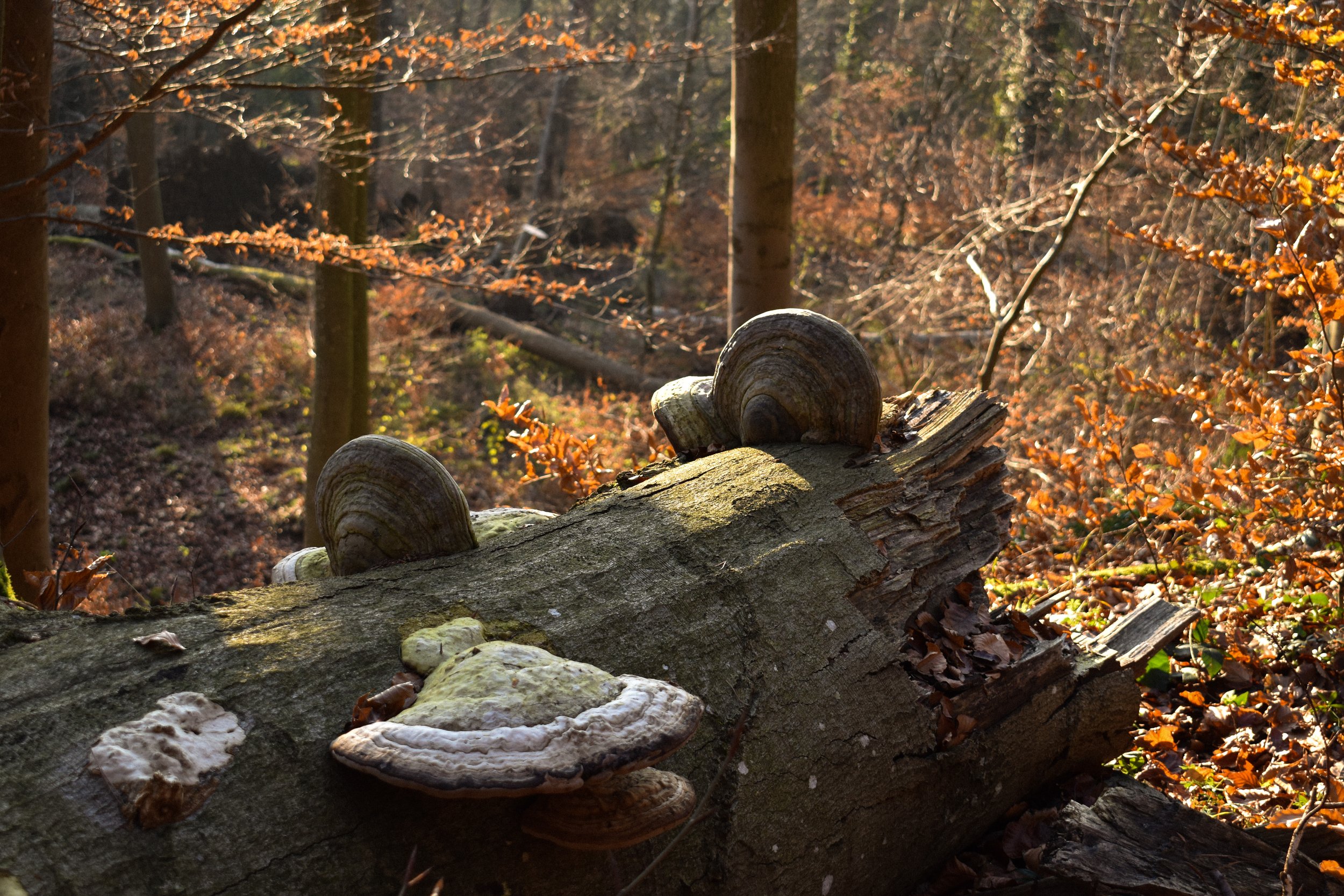 DSC_0235.jpg