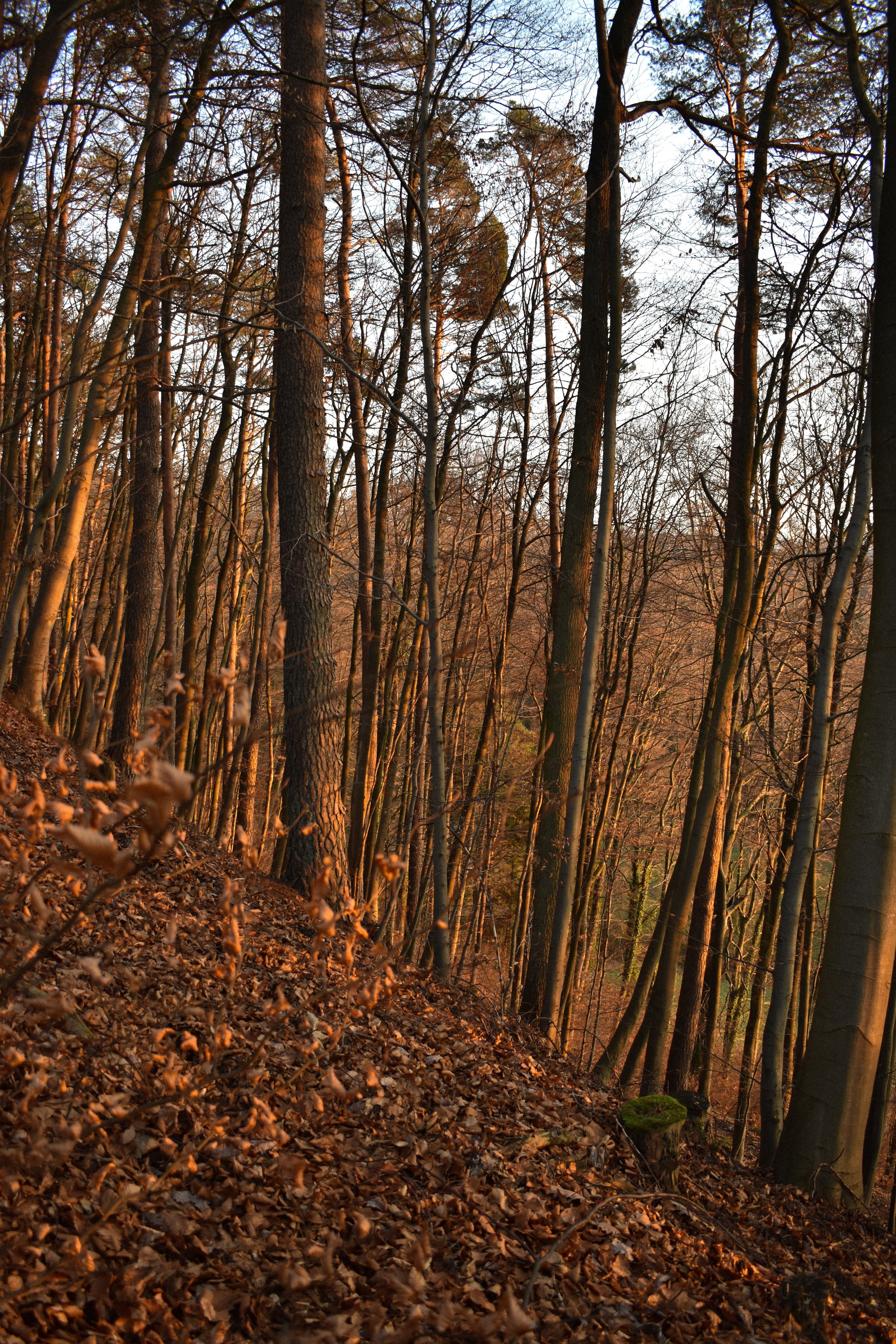 DSC_0279.jpg