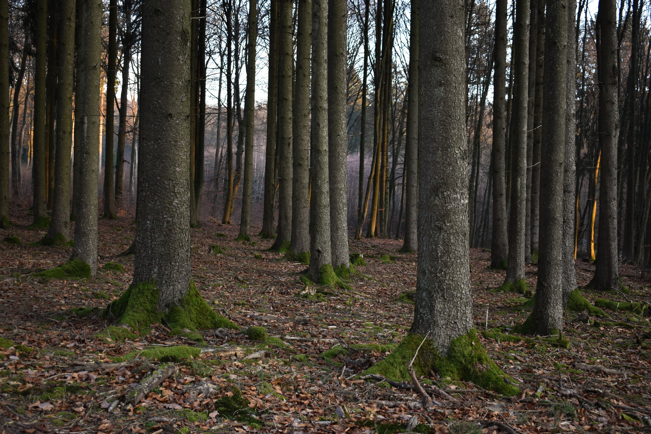 DSC_0269.jpg