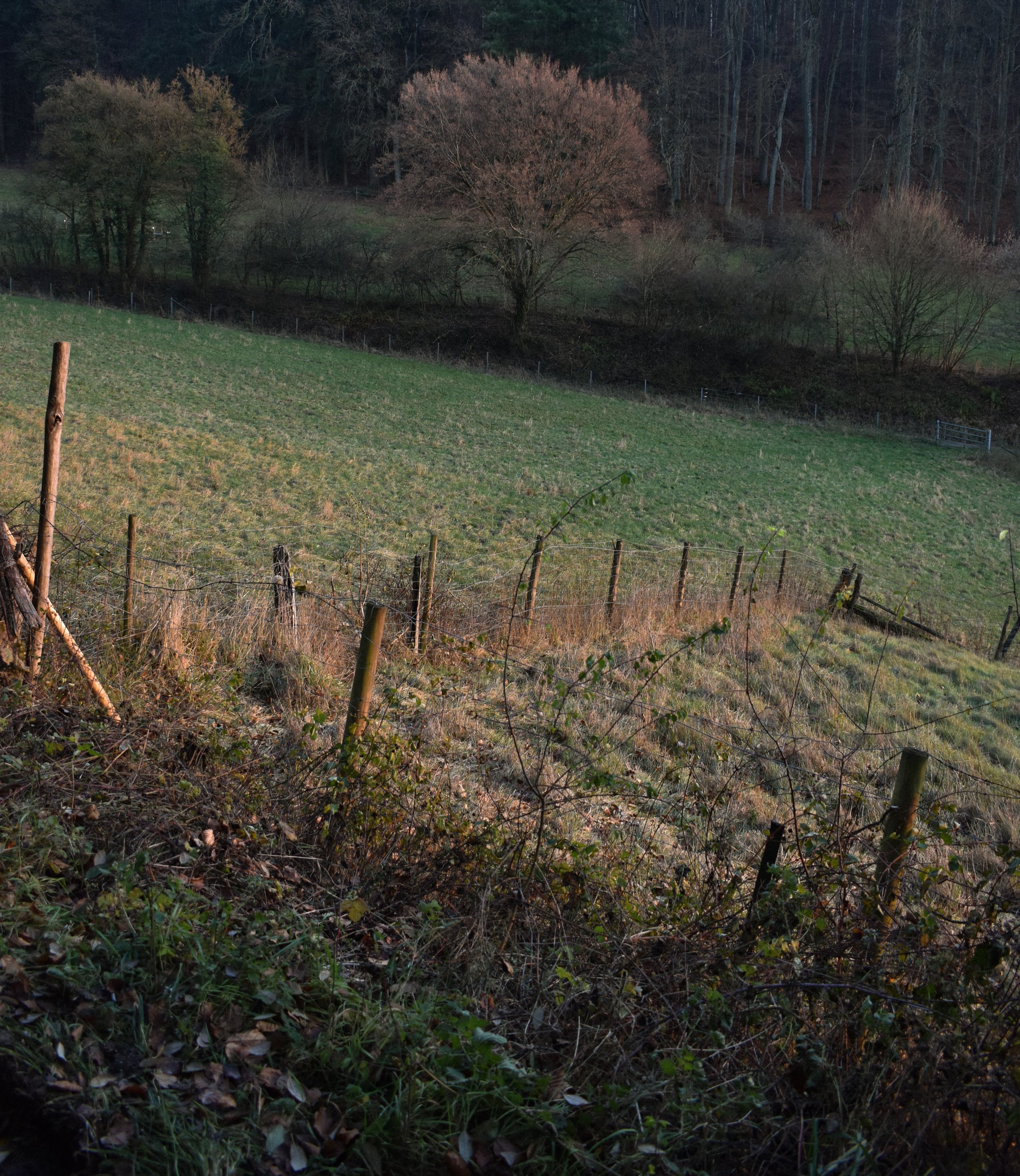 DSC_0307.jpg