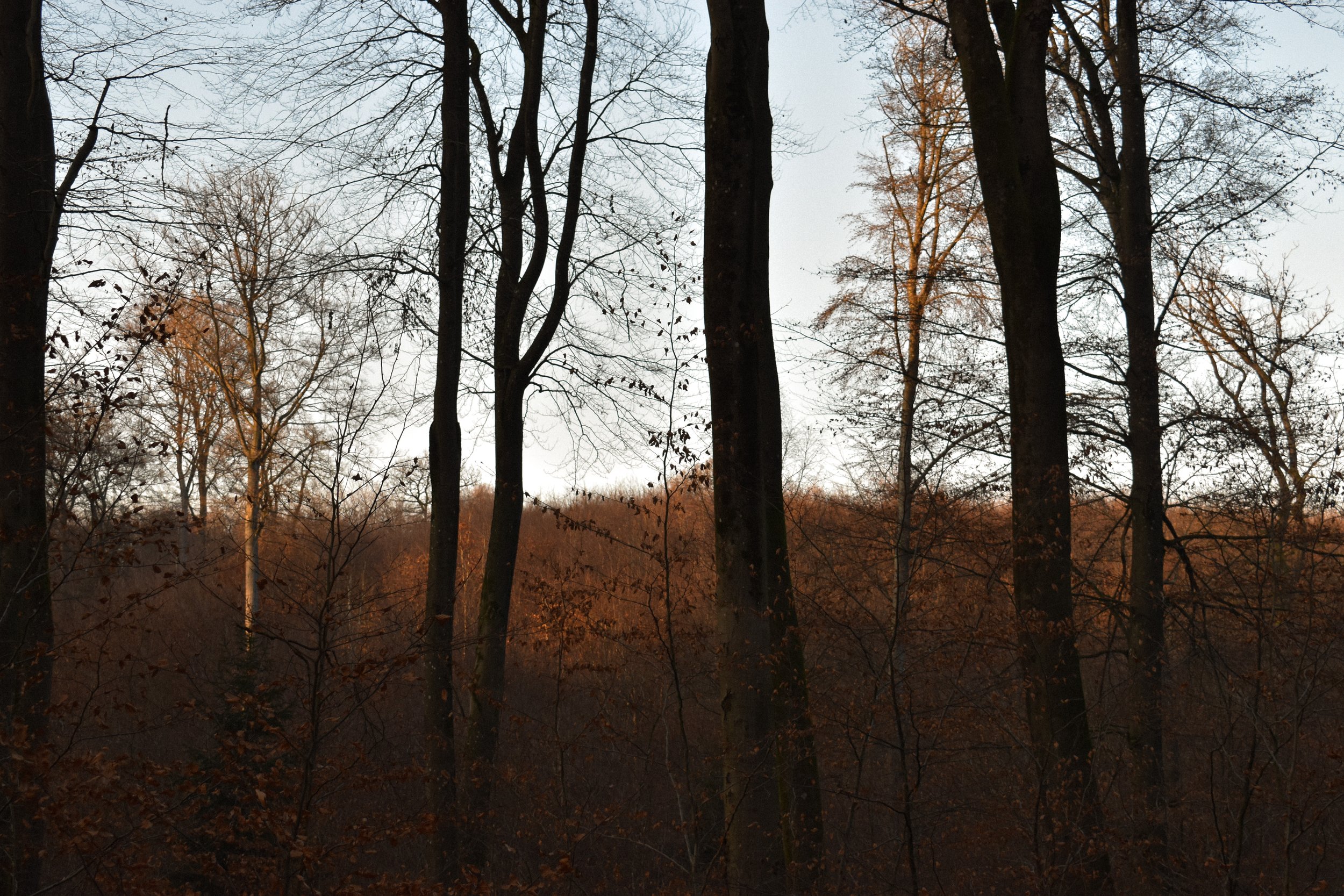DSC_0263.jpg