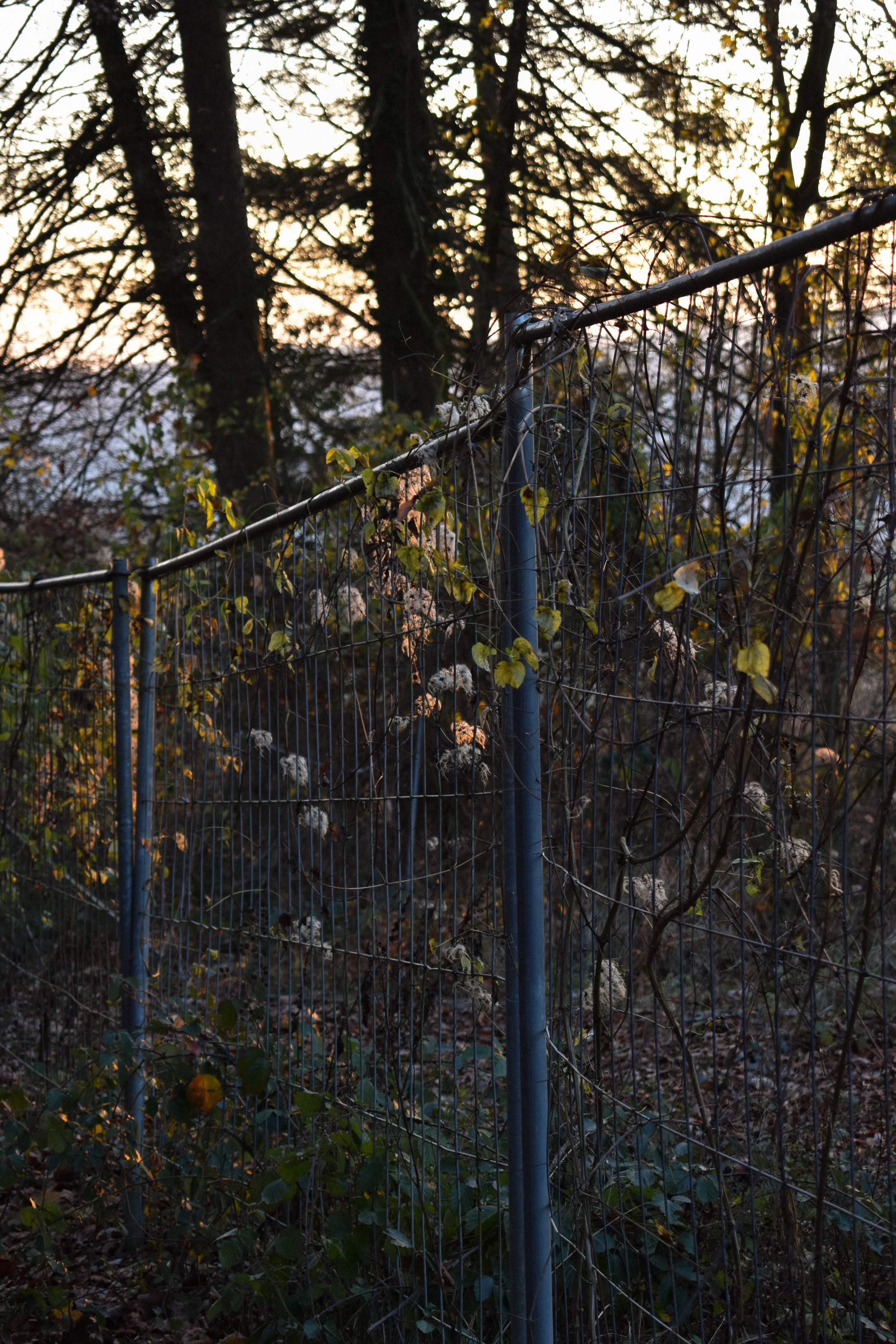 DSC_0290.jpg