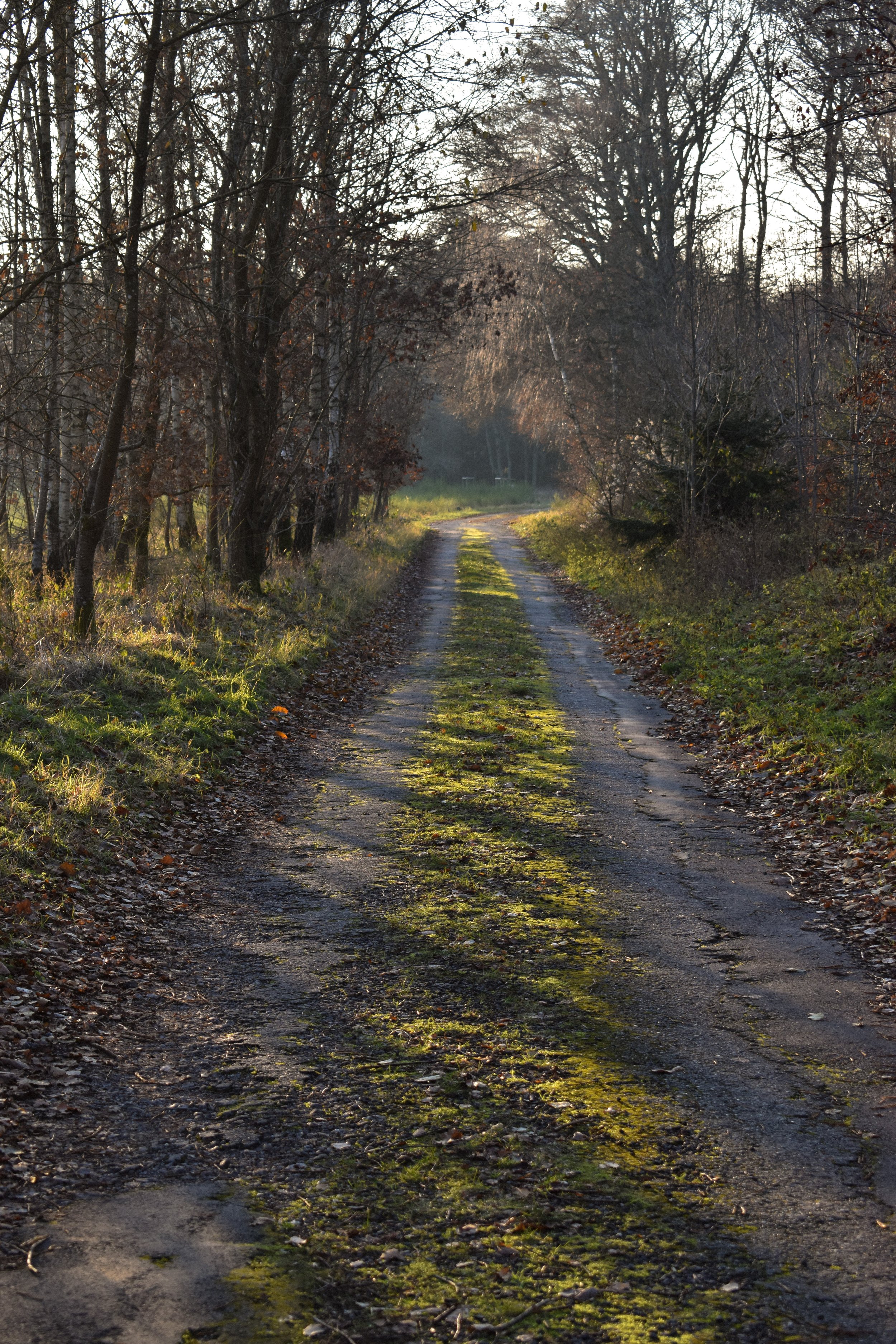 DSC_0260.jpg