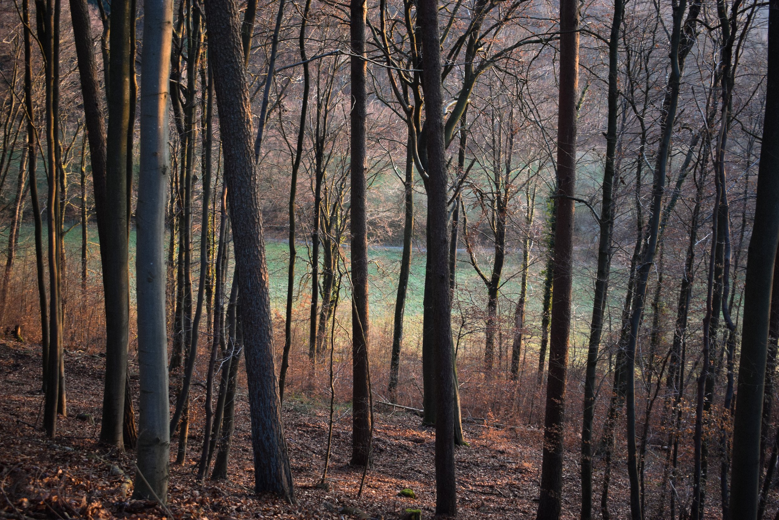 DSC_0284.jpg