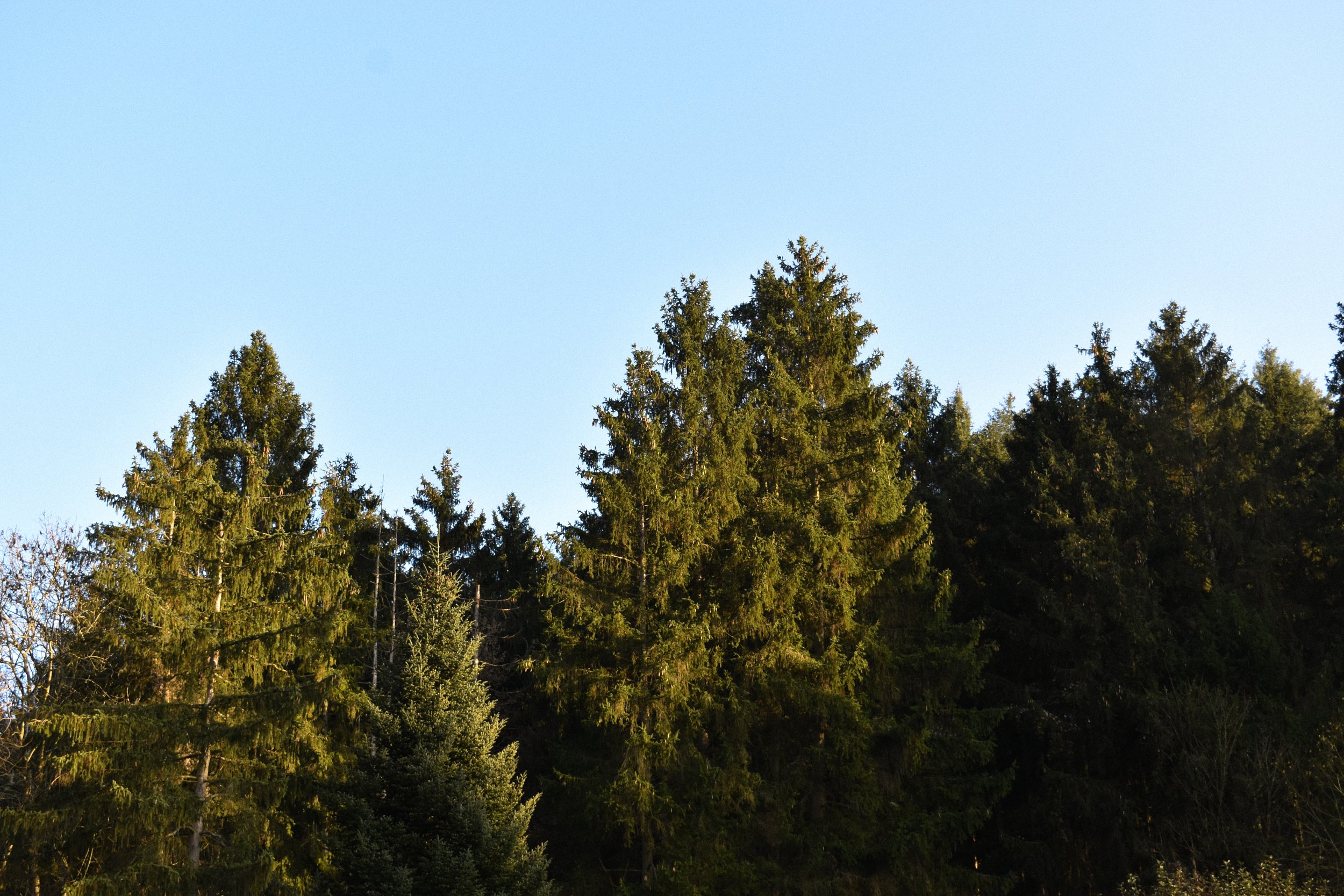 DSC_0194.jpg