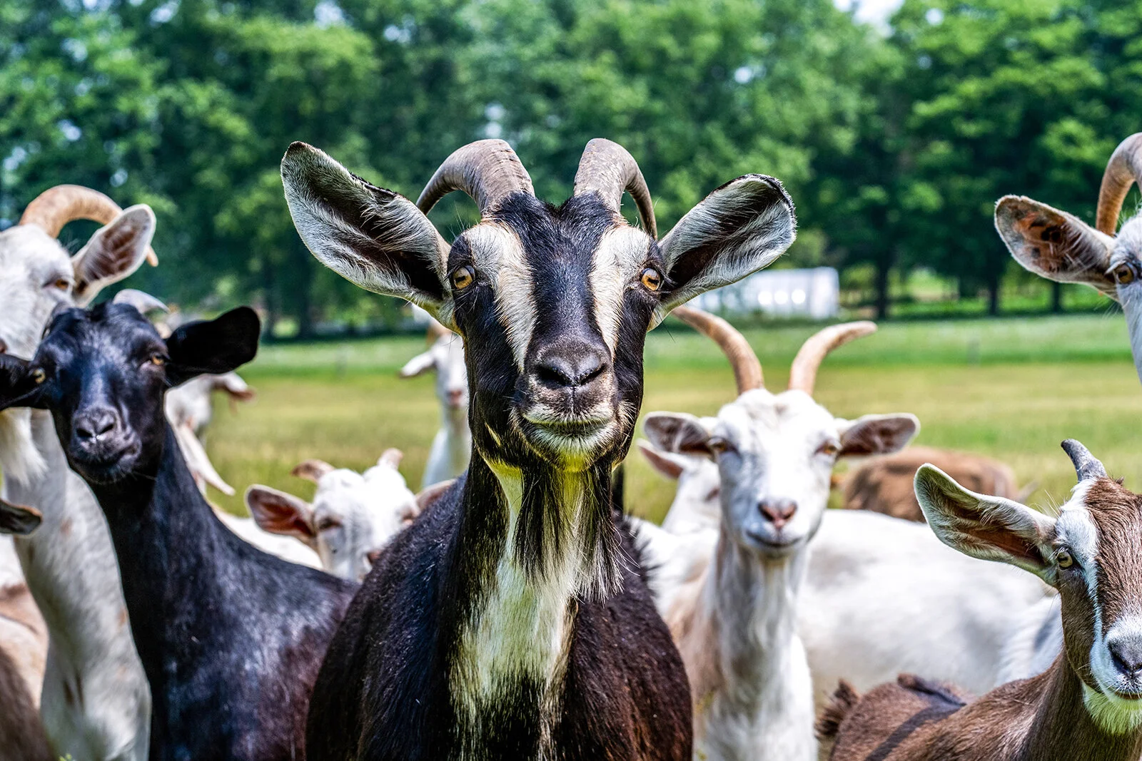 chris-robert-lVcl3-NV-fg-unsplash_md.jpg
