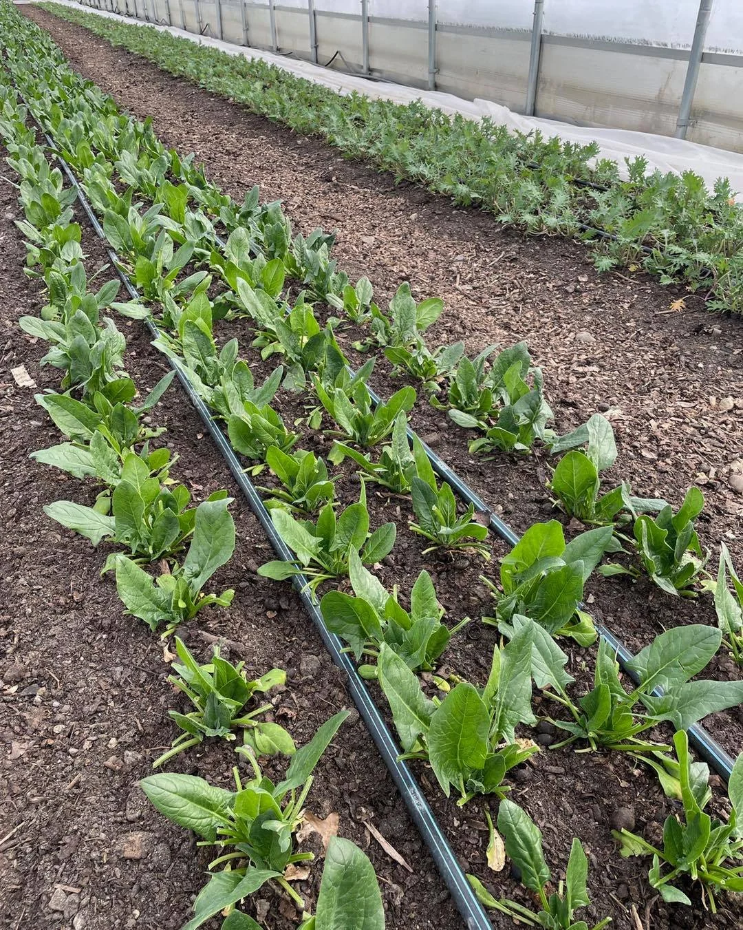 Why not enjoy the day with the kids? Head to the park after school or better yet Buker&rsquo;s park and soak up the sun and get some of that energy out and then come by market to get all the delicious local ingredients you need for dinner!!
🌞 
3-5:3
