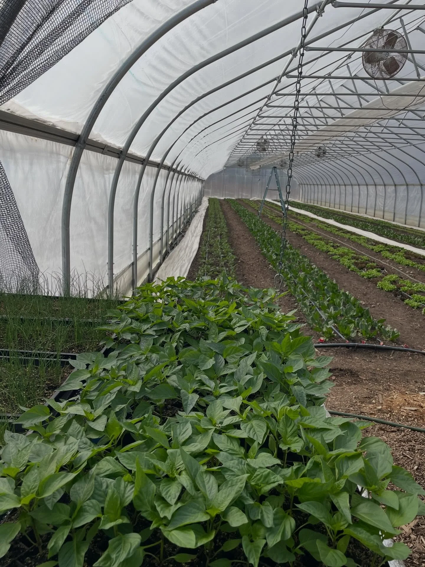 3-5:30pm at Buker Community Center

@andrewsfarm :  is gearing up for spring. We&rsquo;ll have lots of greens coming this week including lettuce mix (finally!), plus more high quality storage crops, Wild Fruitings fresh mushrooms and Butting Heads pi
