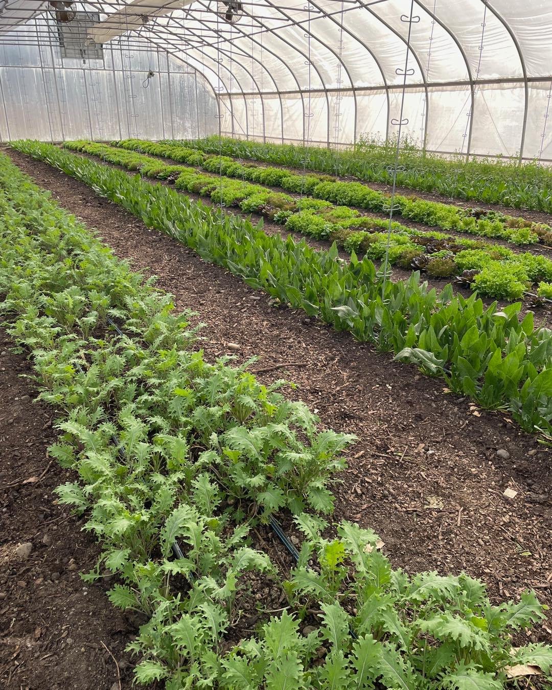 Market is on today!
3-5:30pm at Buker Community Center

@andrewsfarm :will have big (1#) bags of spinach and lettuce mix as well as arugula, baby kale, mesclun and more!
We&rsquo;ll have more Wild Fruitings mushrooms this week and a restock of Buttin