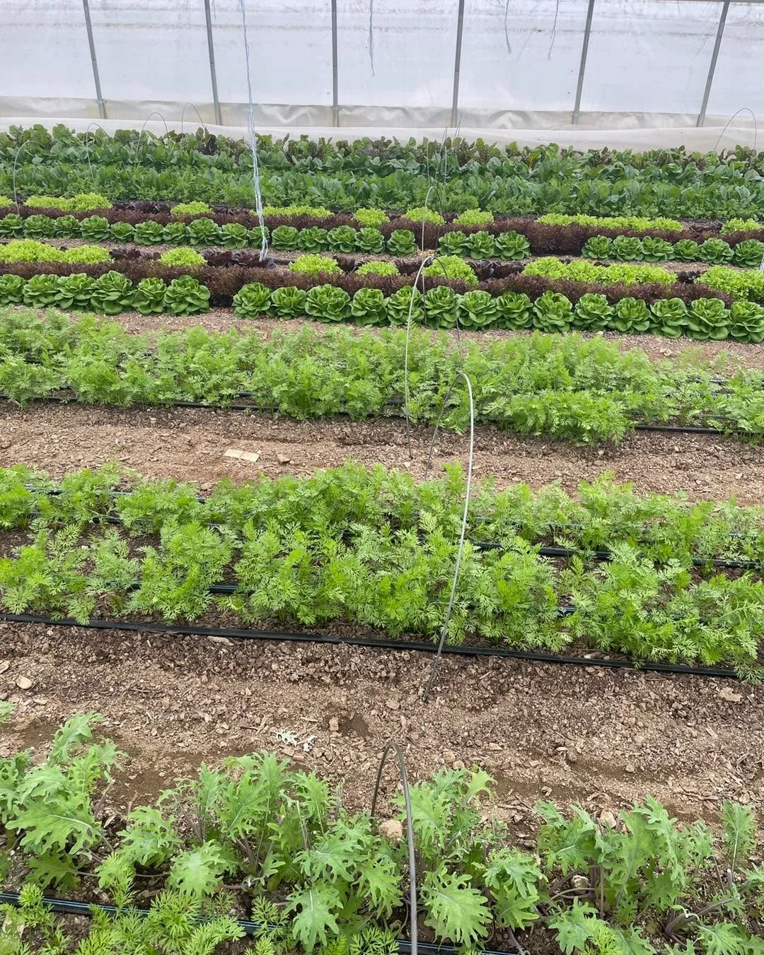 Last indoor Market today, 3-5:30pm at Buker Community Center! Come enjoy the afternoon with us!
(Next week we are back at Mill Park, 2-6pm)

Andrews Farm: will be harvesting new plantings of spring greens this week, including arugula, beets greens, r
