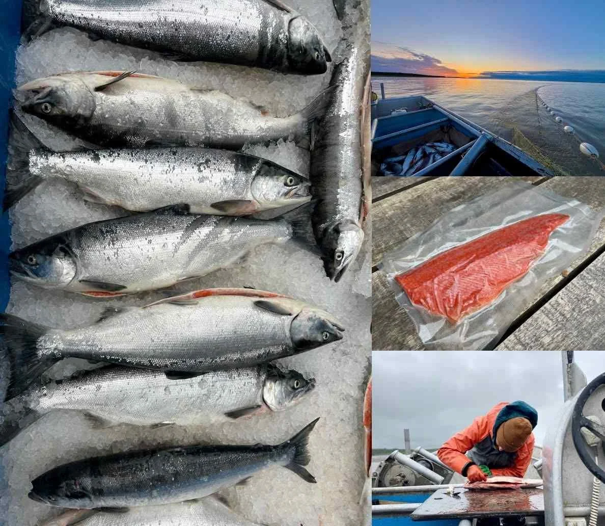 Coast to Coast Salmon