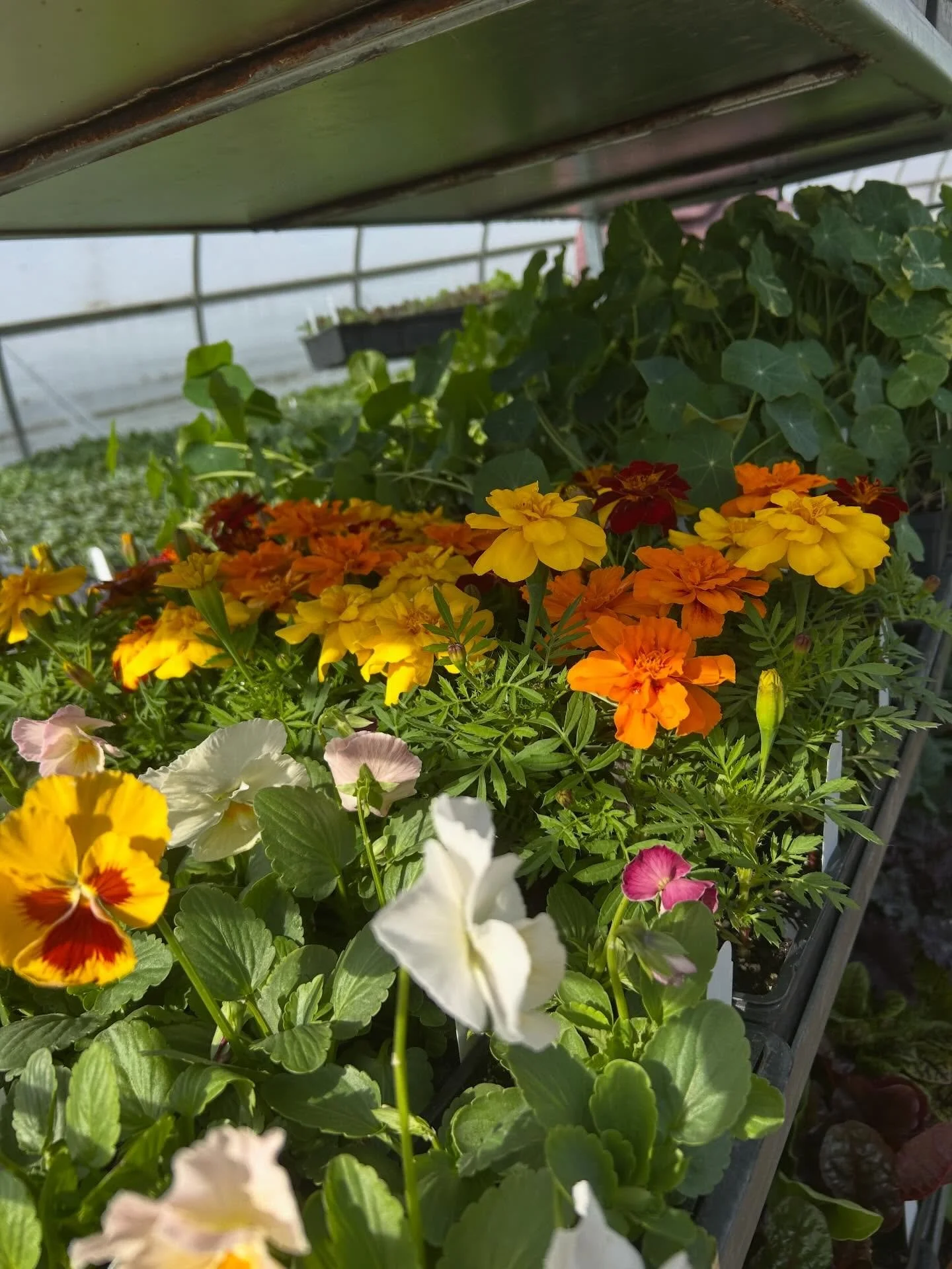 The ☀️ is shining and Market is on today!
2-6pm under the pavilion!

@andrewsfarm : will have our first big harvest of greenhouse cucumbers this week, along with equally abundant asparagus, lettuce mix, spinach, radishes, salad turnips, storage potat