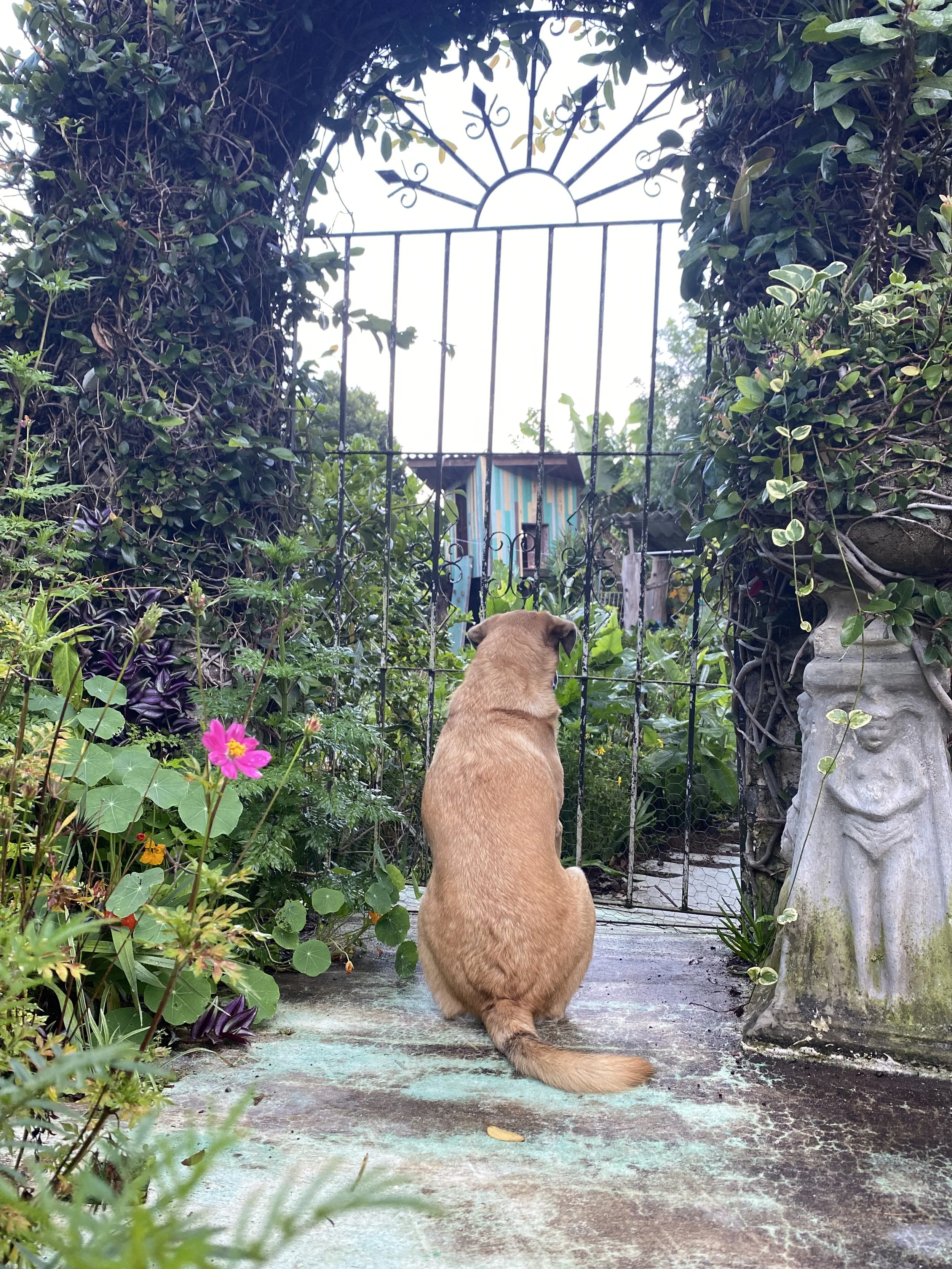 Emotional Containment: The Iron Dome and Insulation