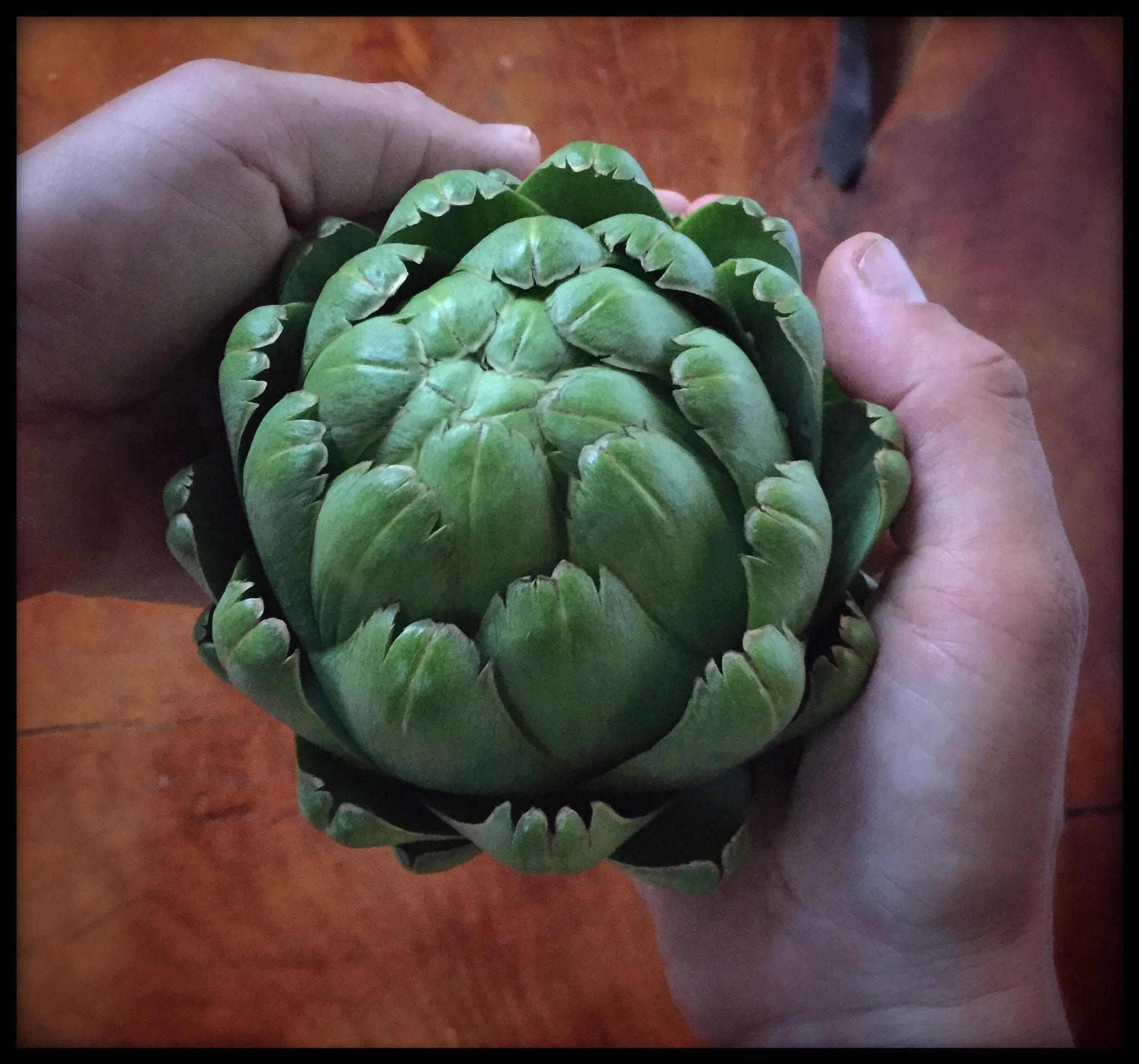 Artichoke representing the many layers of the self that the global therapist accompanies on the evolving journey