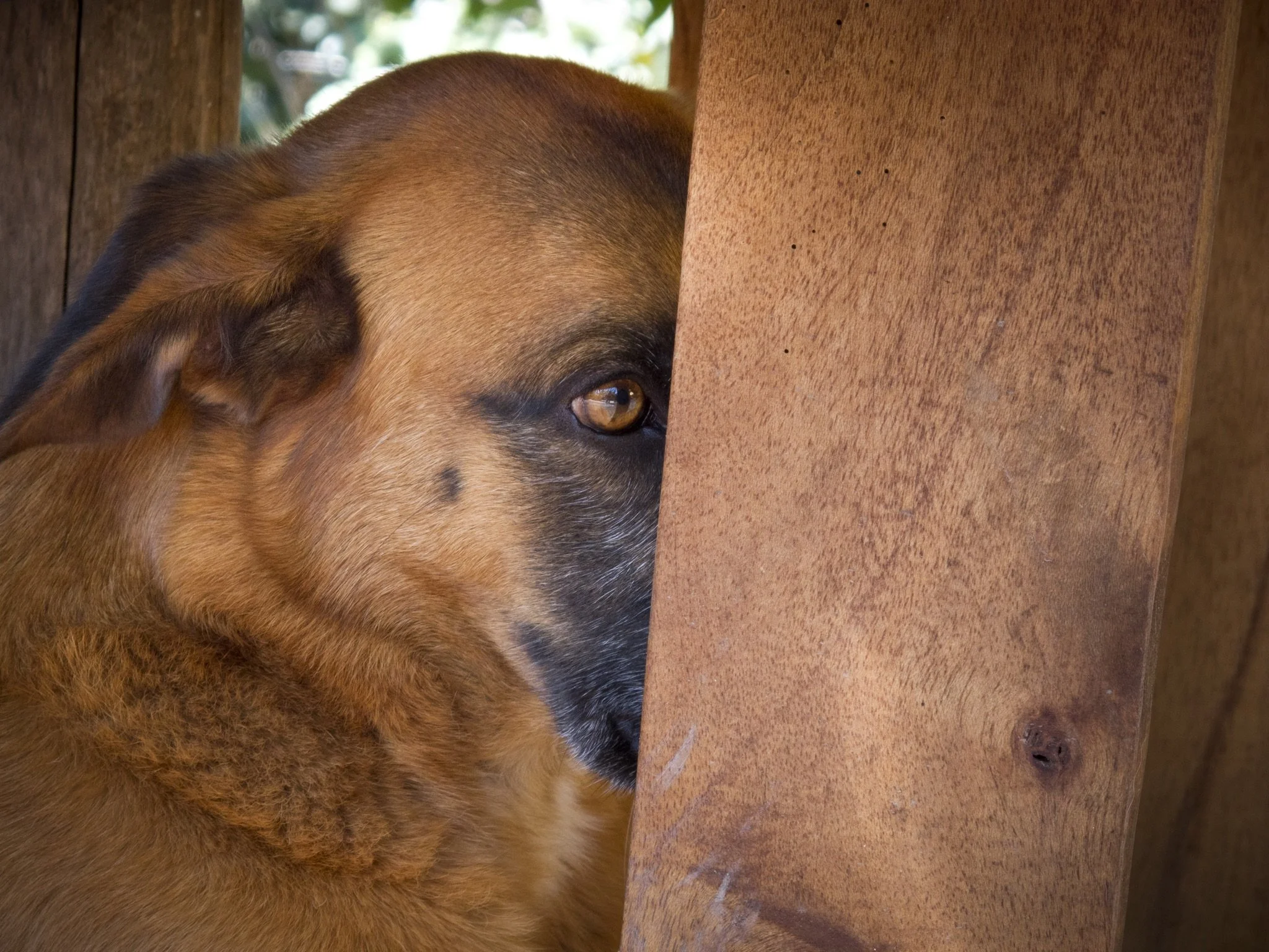 Global therapist’s dog showing anxiety and fear. Therapist offers tools to English speaking expats worldwide.