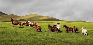 the horse in kohala.jpeg