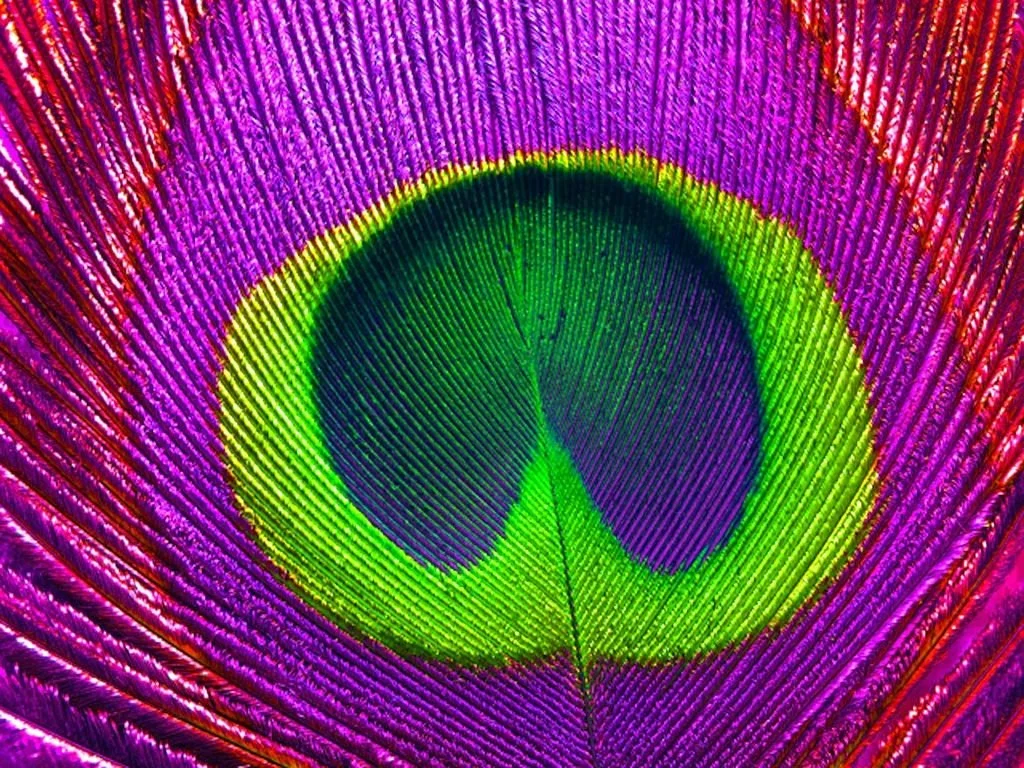 feather.jpg