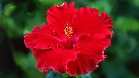 red hibucus.jpeg