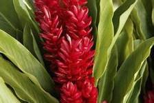 torch ginger.jpeg