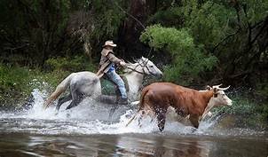 high country cow.jpeg