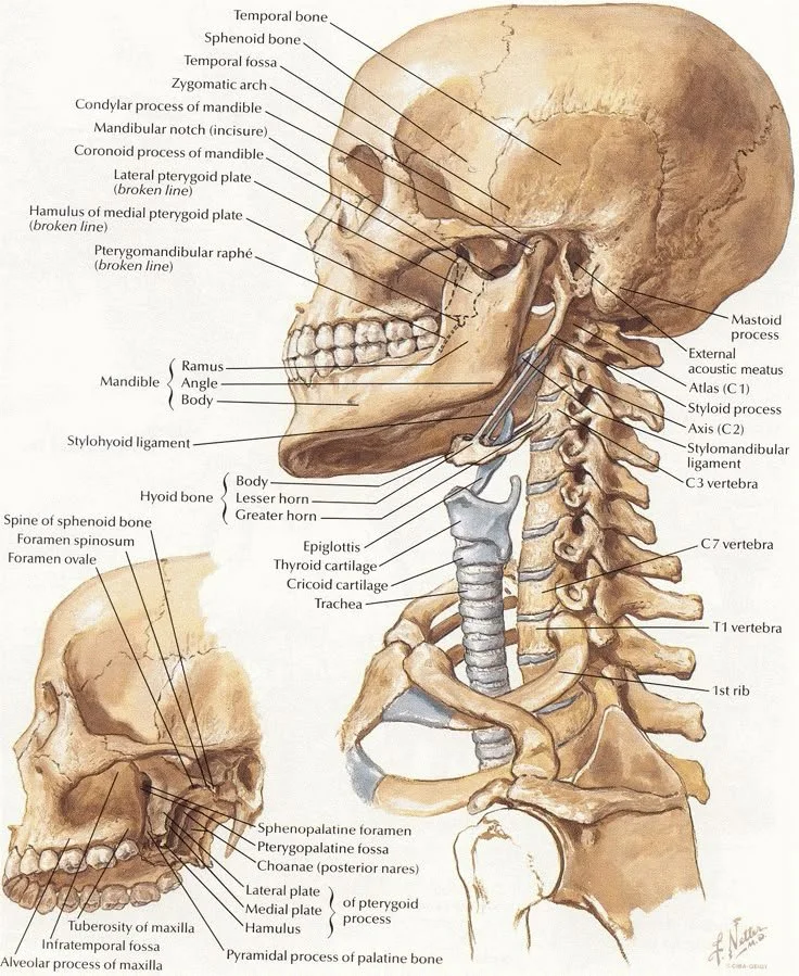 Neck Pain: What's Behind It (And When To Take It Seriously)