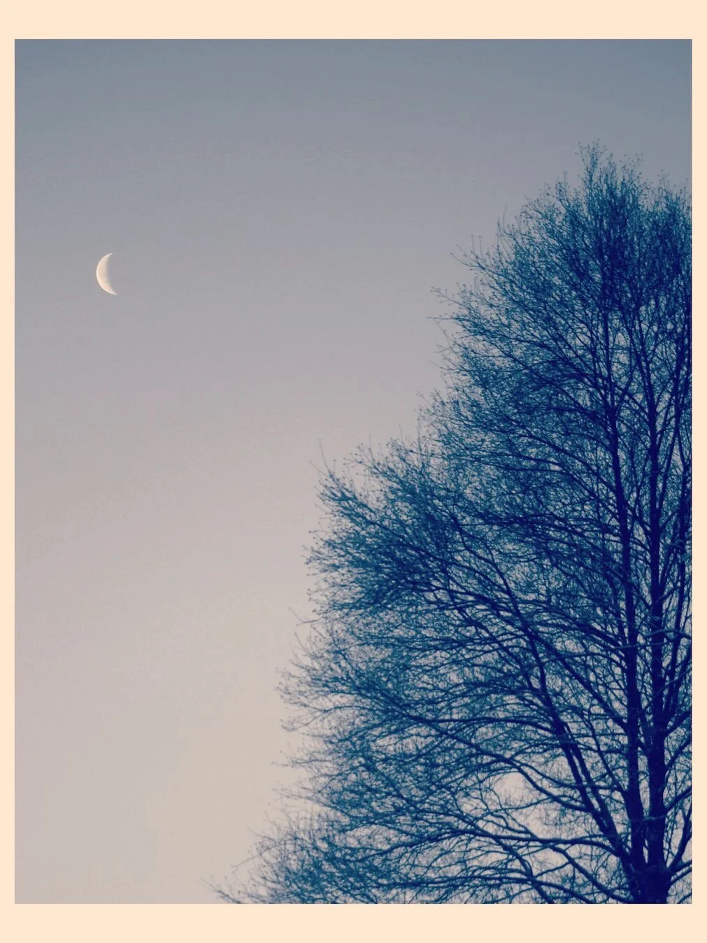 Crescent Moon And Tree