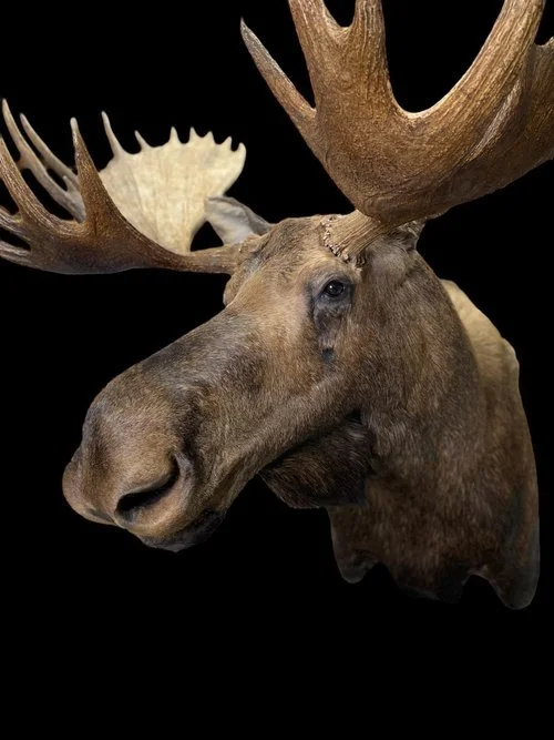 Taxidermy+10.jpeg