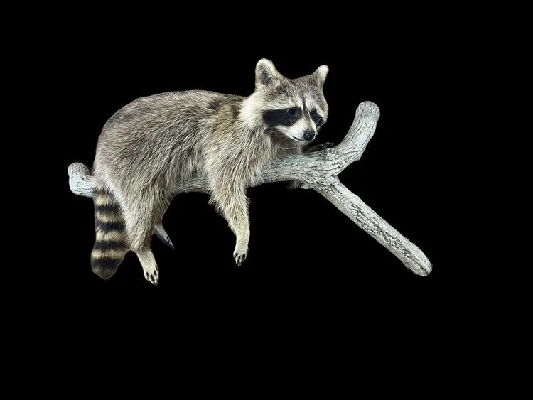 Taxidermy+7.jpeg