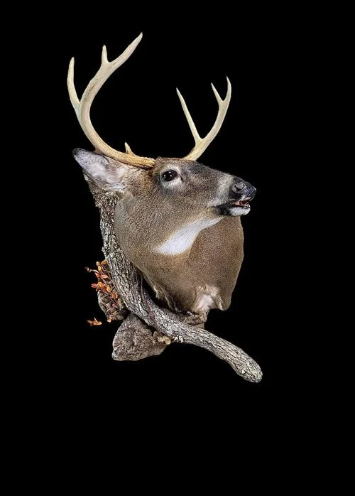 Taxidermy+3.jpeg