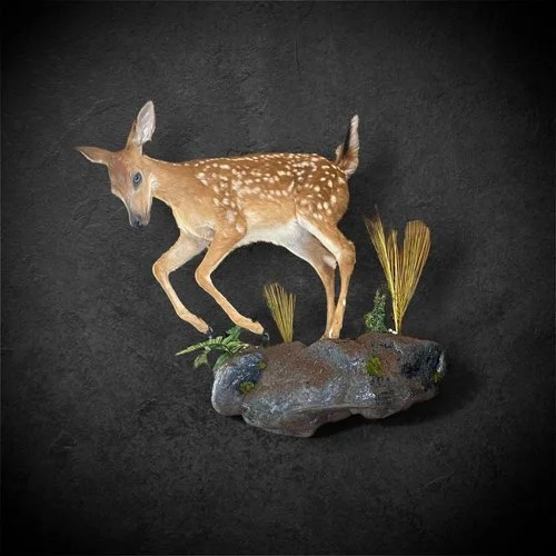 Taxidermy+1.jpeg