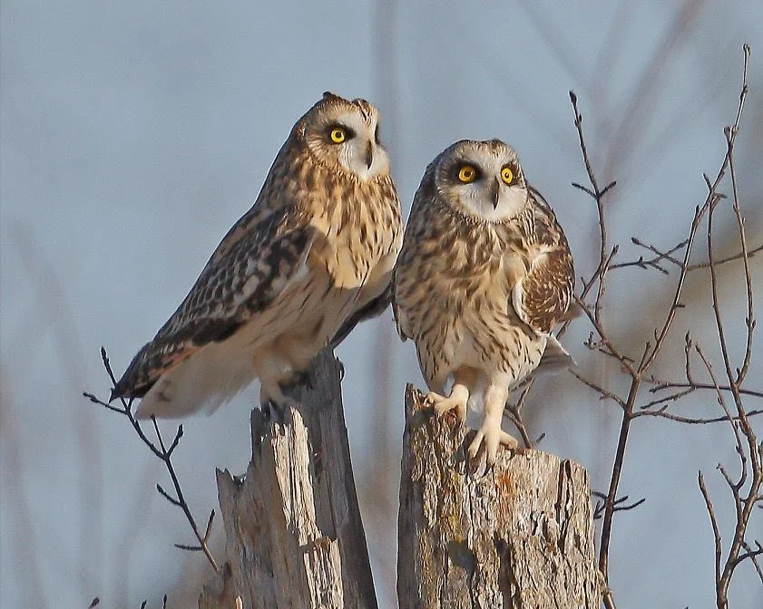 Bird talk.jpg
