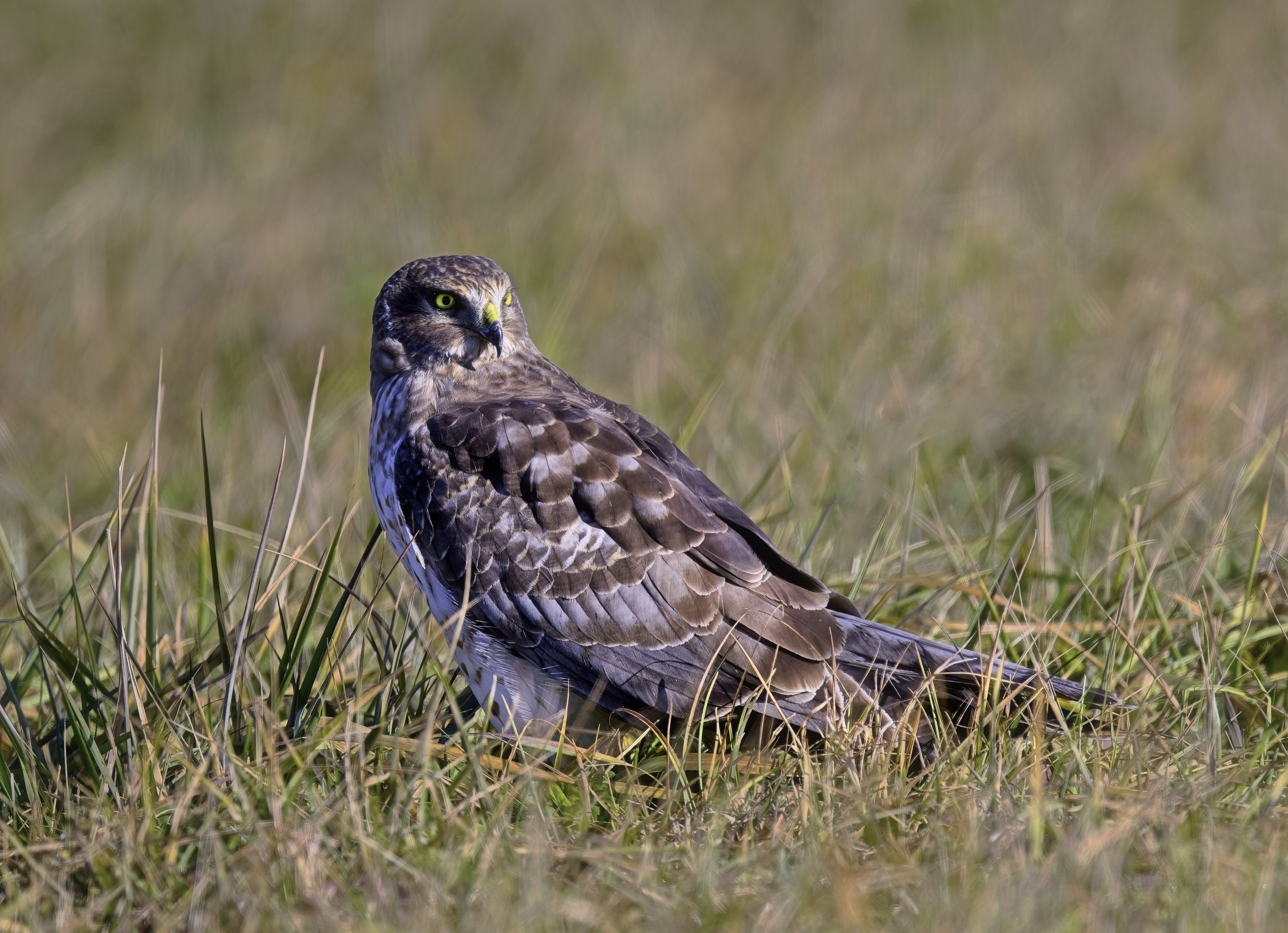 Northern Harrier 0795 JPEG.jpg