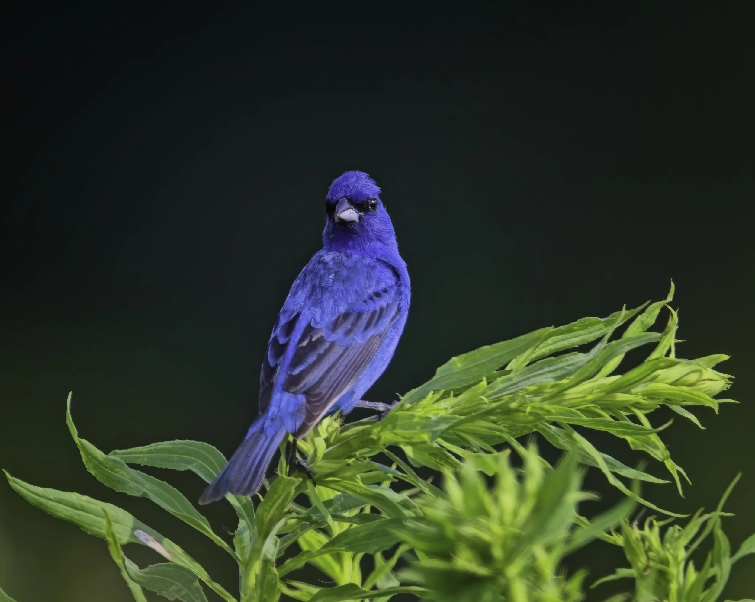 Indigo Bunting 1800  JPEG.jpg