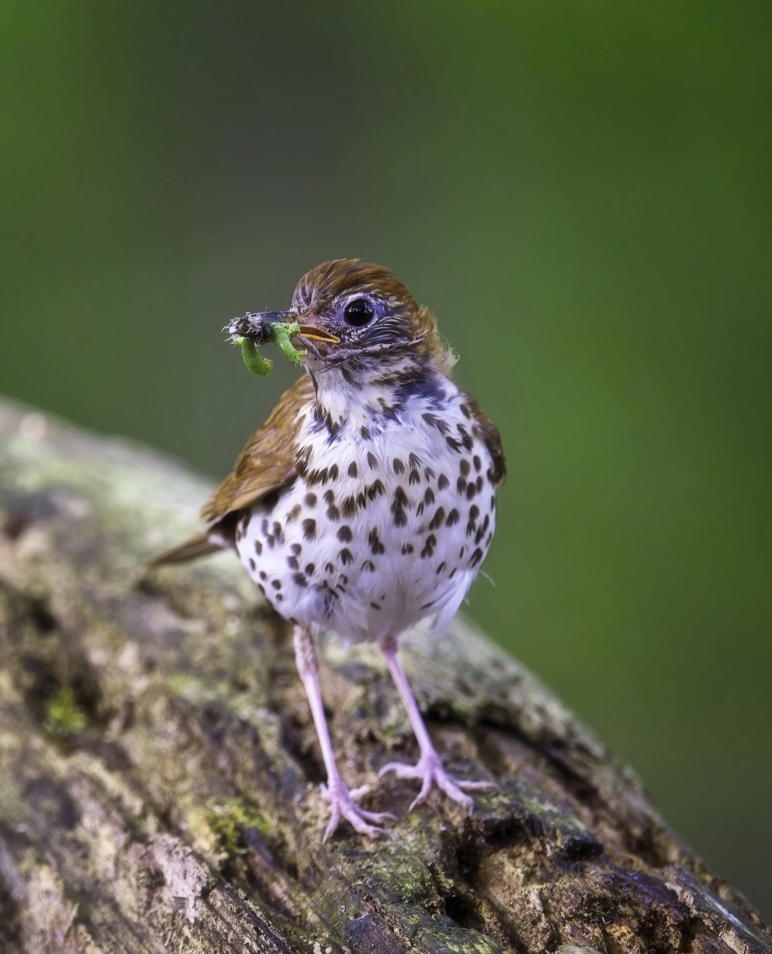 Wood Thrush 5284 JPEG.jpg