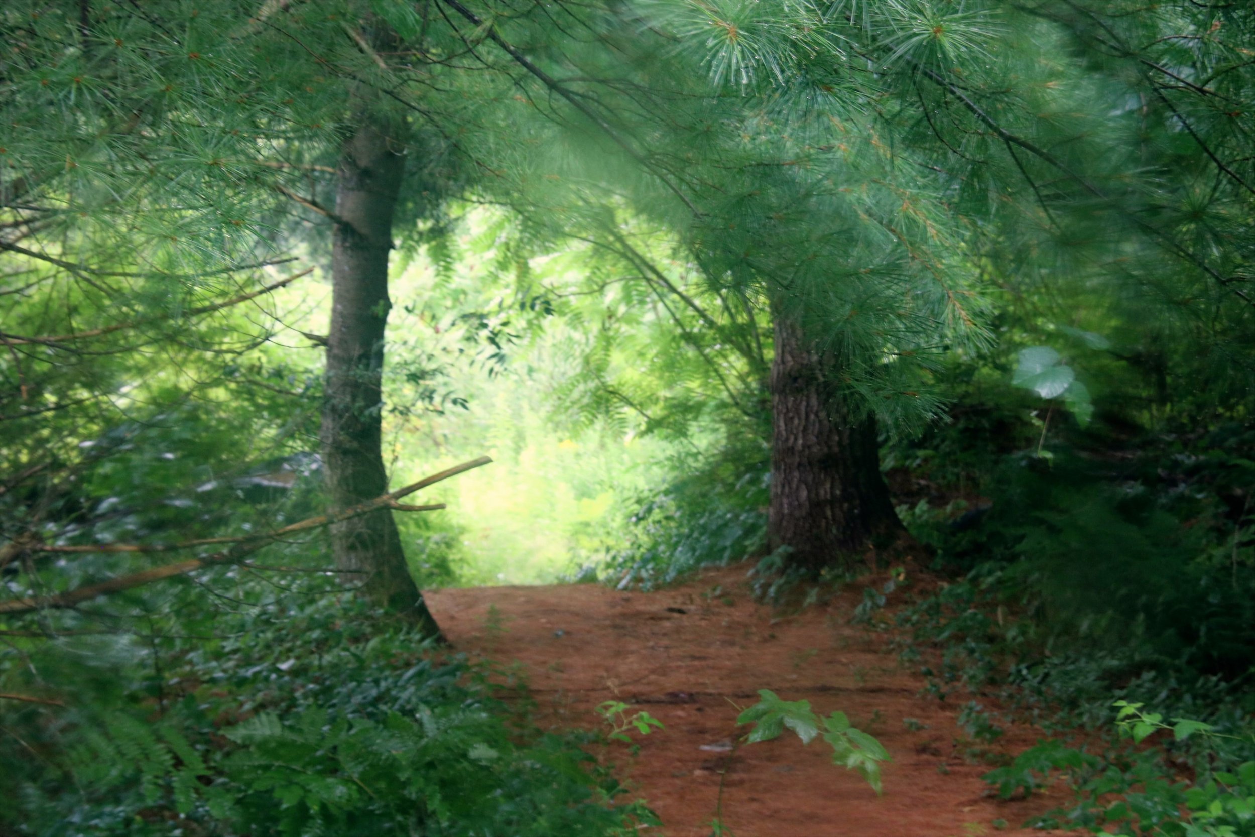 Dan Levy - heaven.JPG