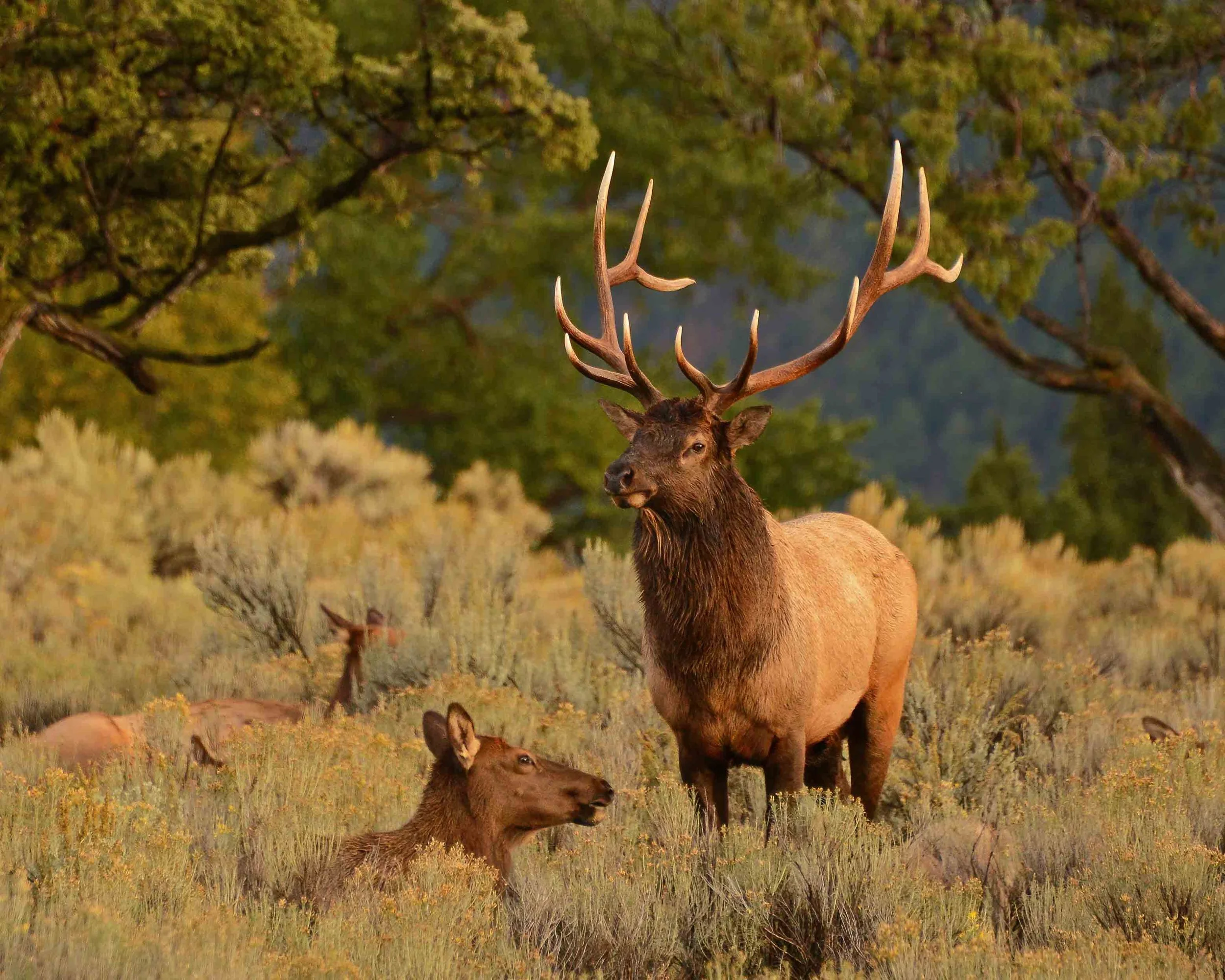 DSC_3390 Guarding the Harem,  Yellowstone copyright Scott Stoner, naturelogues for  Tannery Pond.jpg