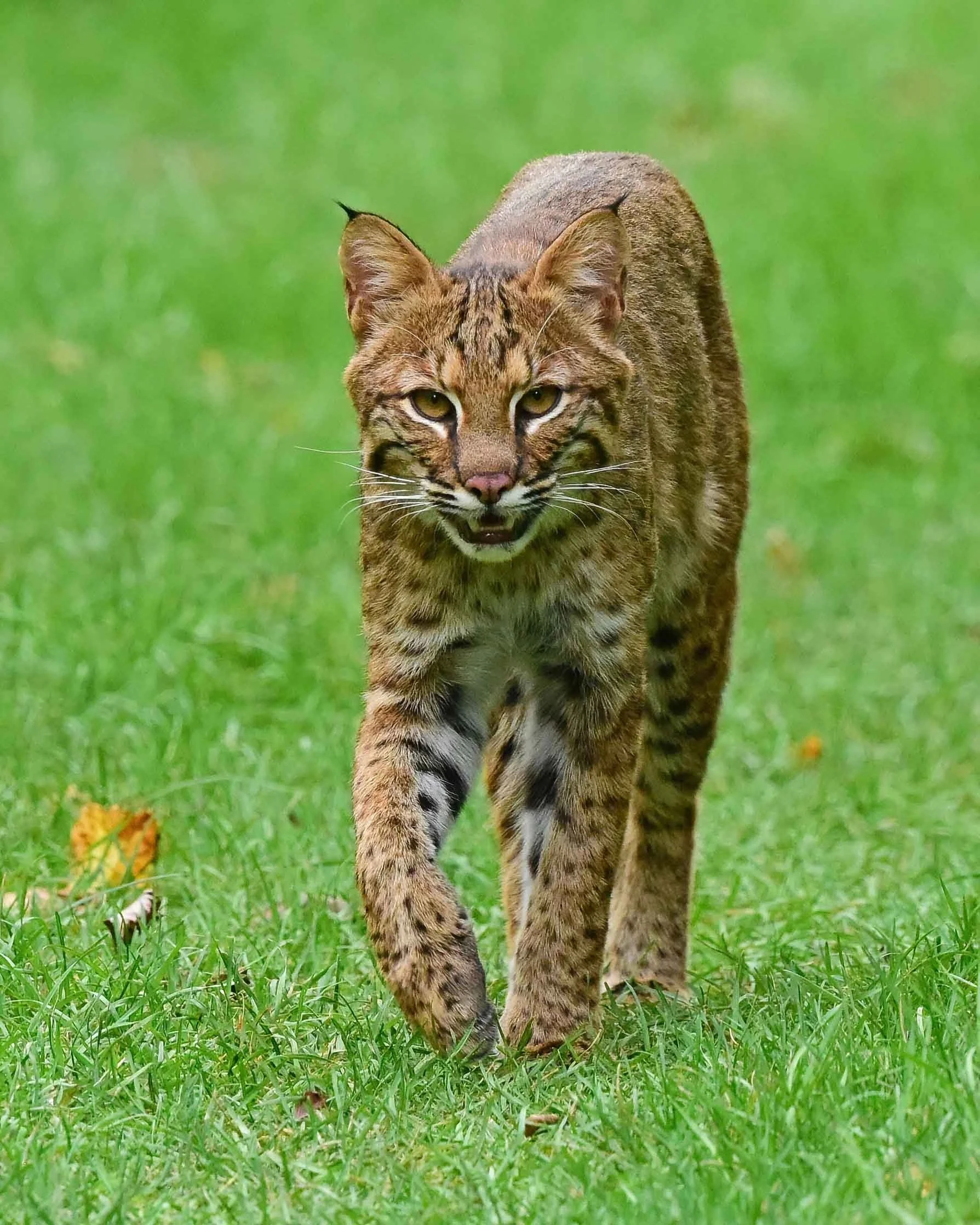 DSC_3601 Bobcat Five Rivers copyright Denise Hackert-Stoner, Naturelogues for tannery pond.jpg