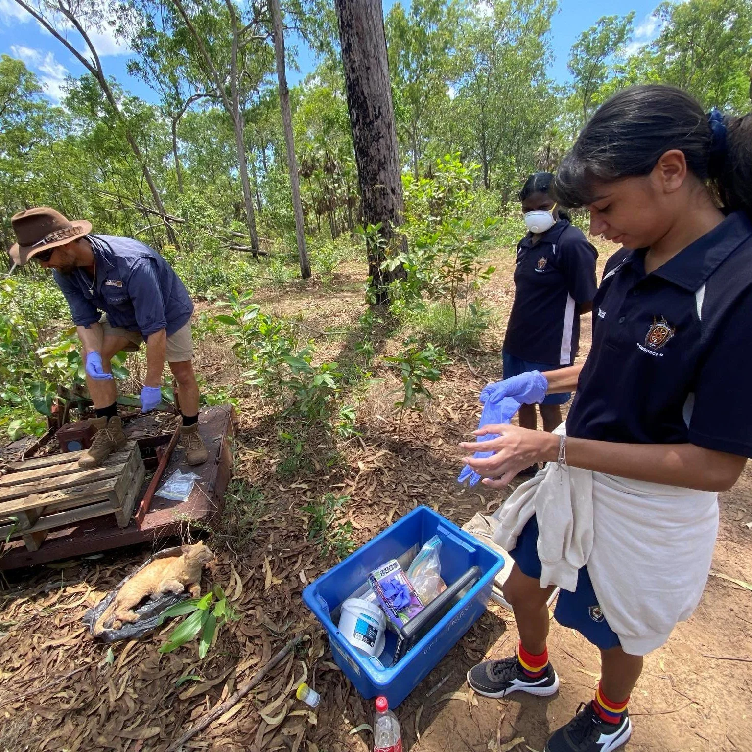 Yesterday, we continued our Junior Ranger's program with the help of Charles Darwin University and Tiwi Rangers by diving into the impact of feral cats on Tiwi Island's biodiversity. The students had an action-packed day! They set traps using differe