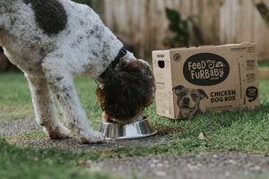 Sustainable+Dog+Food+13.jpeg