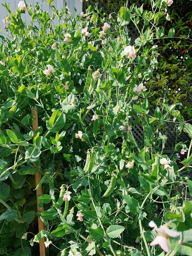 My flourishing snow peas! Note: sweet peas are poisonous, but snow peas are yummy. If the flower has a strong scent… do not eat them! They will be sweet peas.